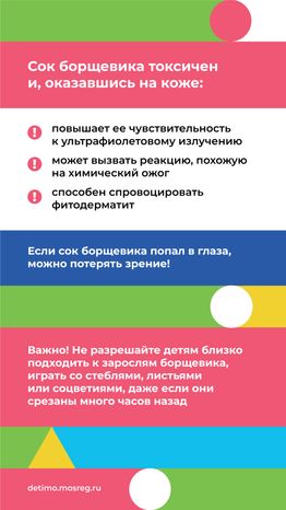 Вертикаль_Борщевик Сосновского_03.png
