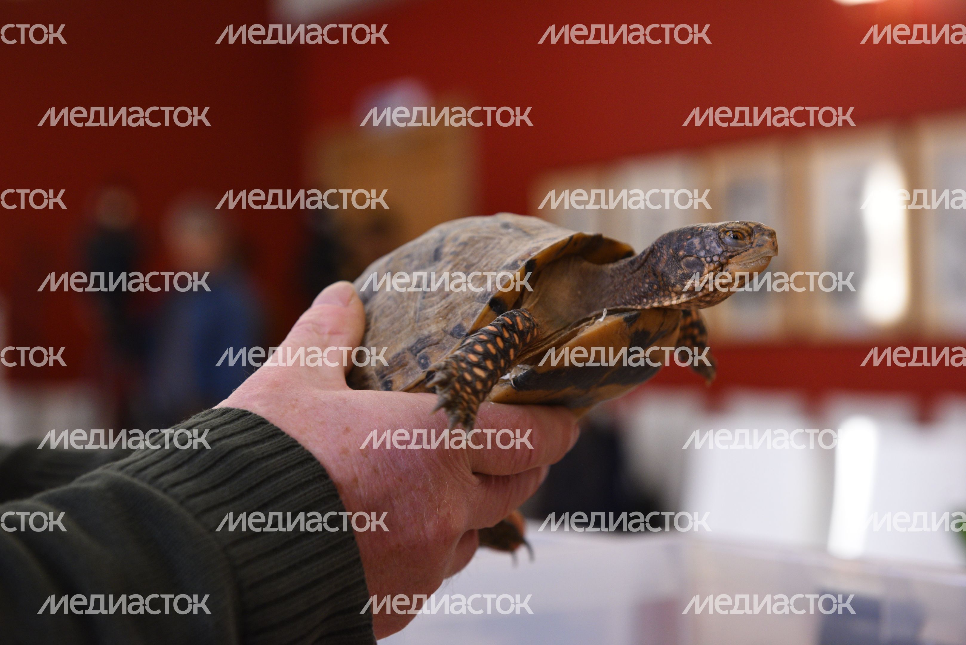 Передача контрабандных черепах и змей Московскому зоопарку Передача контрабандных черепах и змей Московскому зоопарку