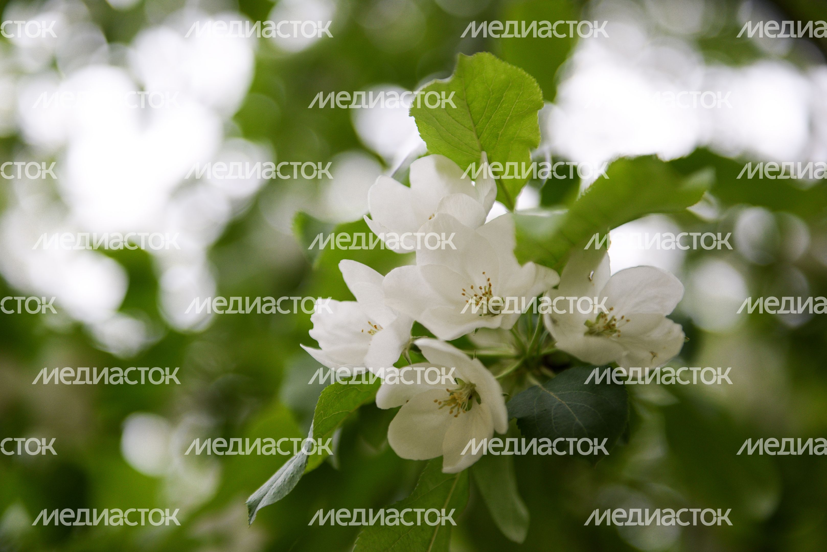 Ботанический сад МГУ «Аптекарский огород»