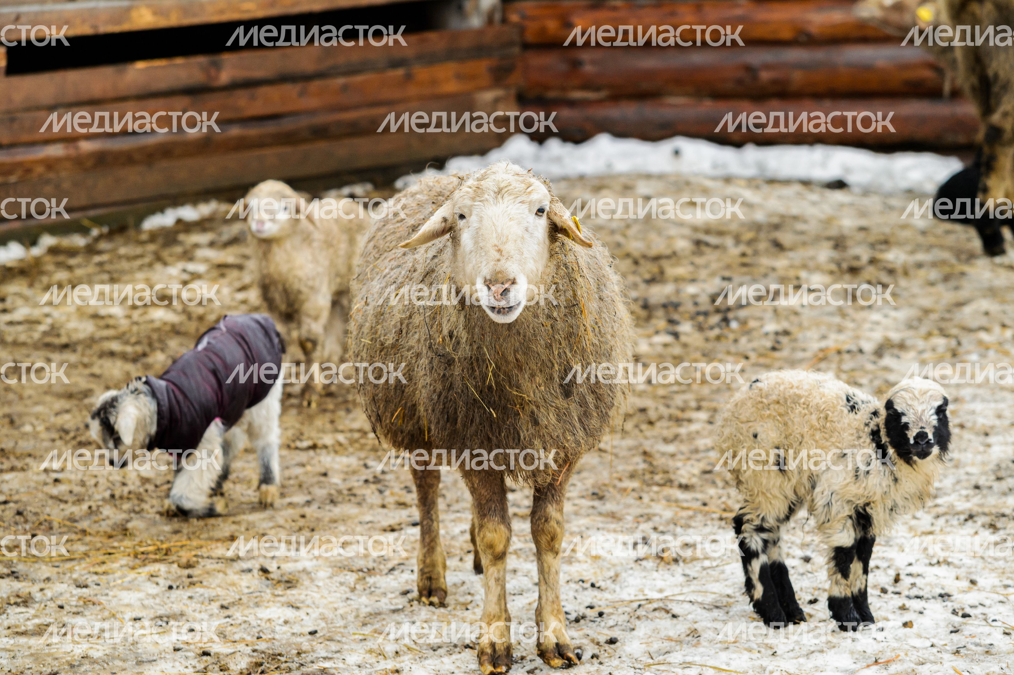 Этнопарк «Кочевник» в Хотьково зимой