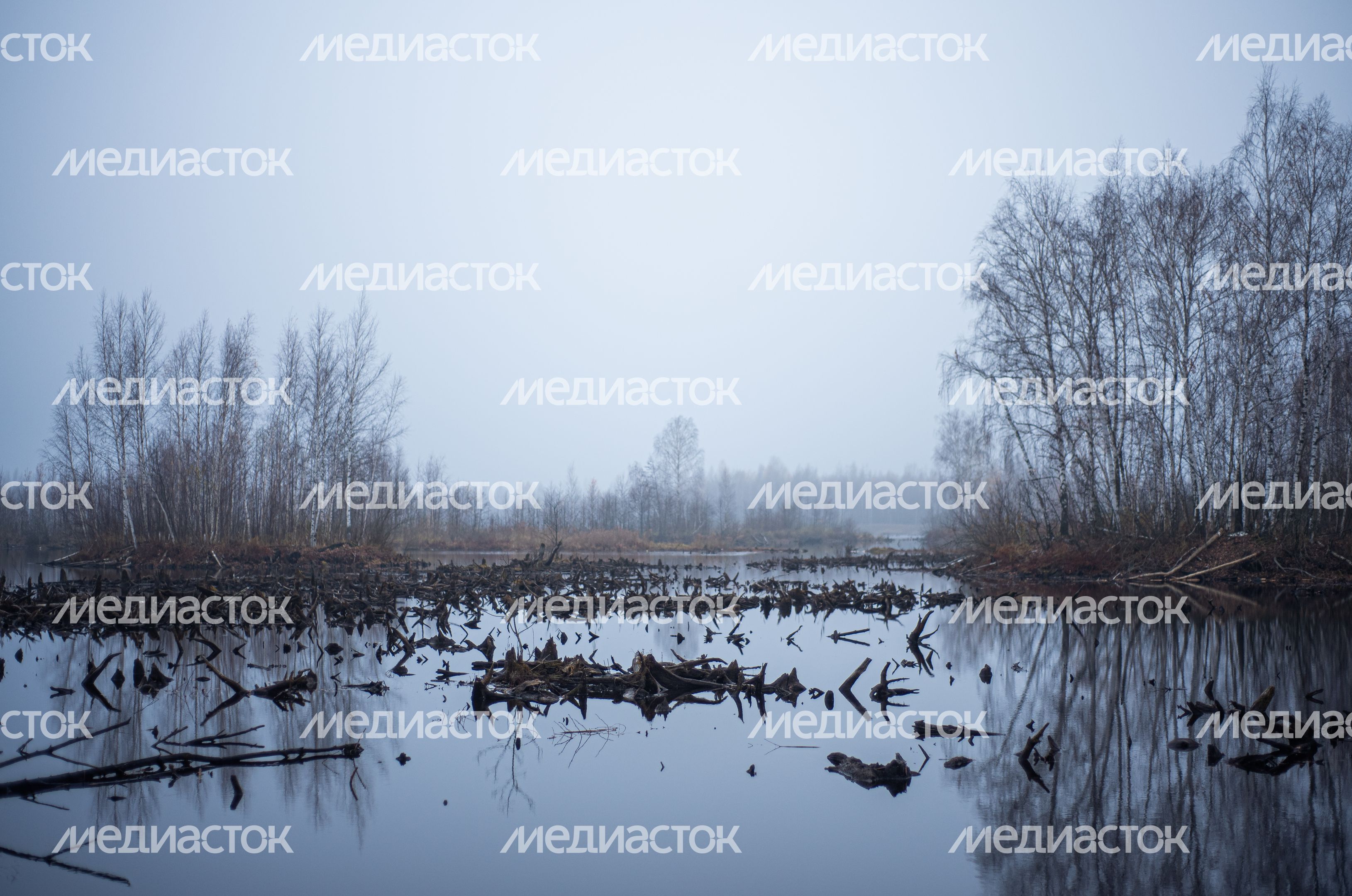 Шатурские болота