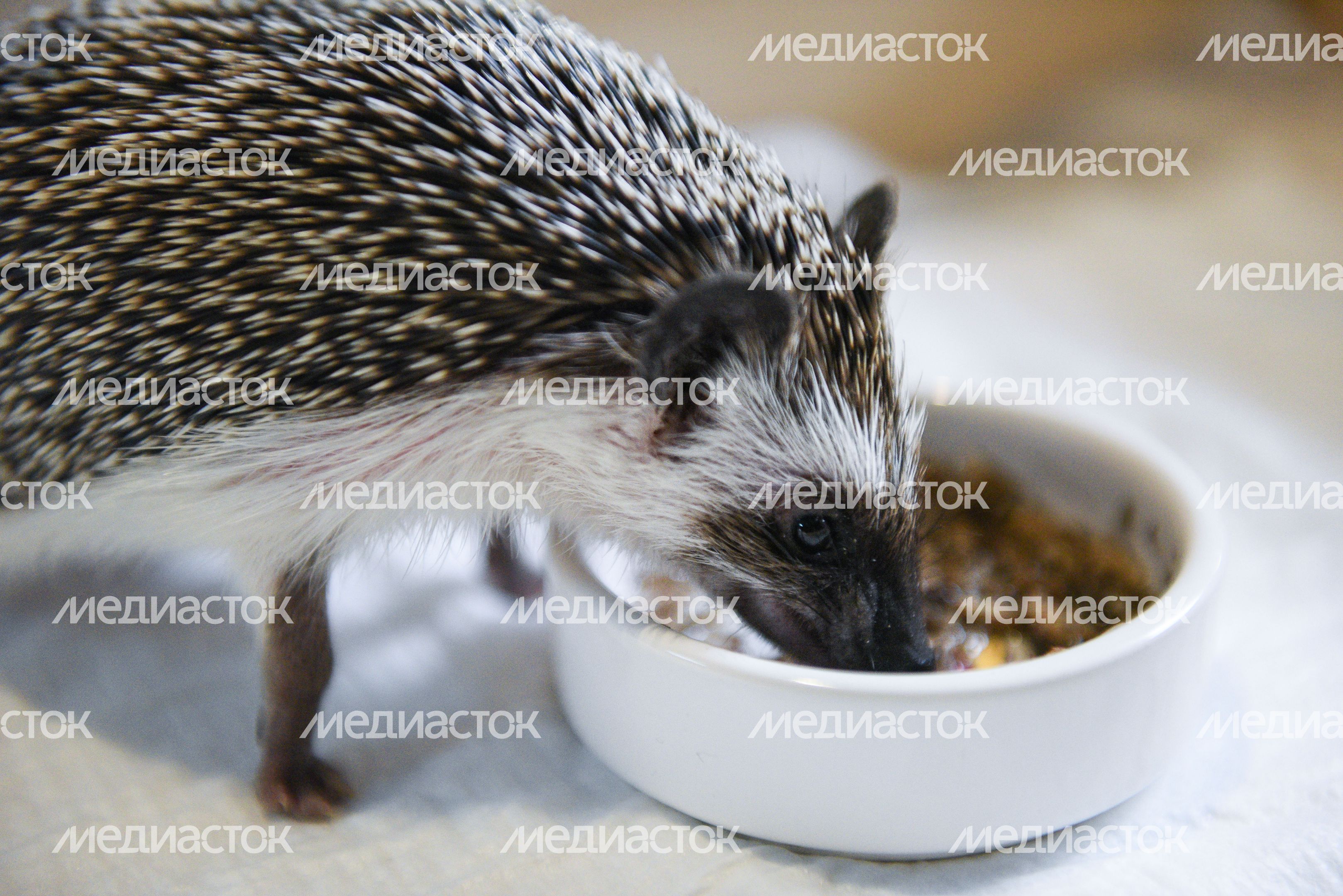 Кафе «Ежеминутка»