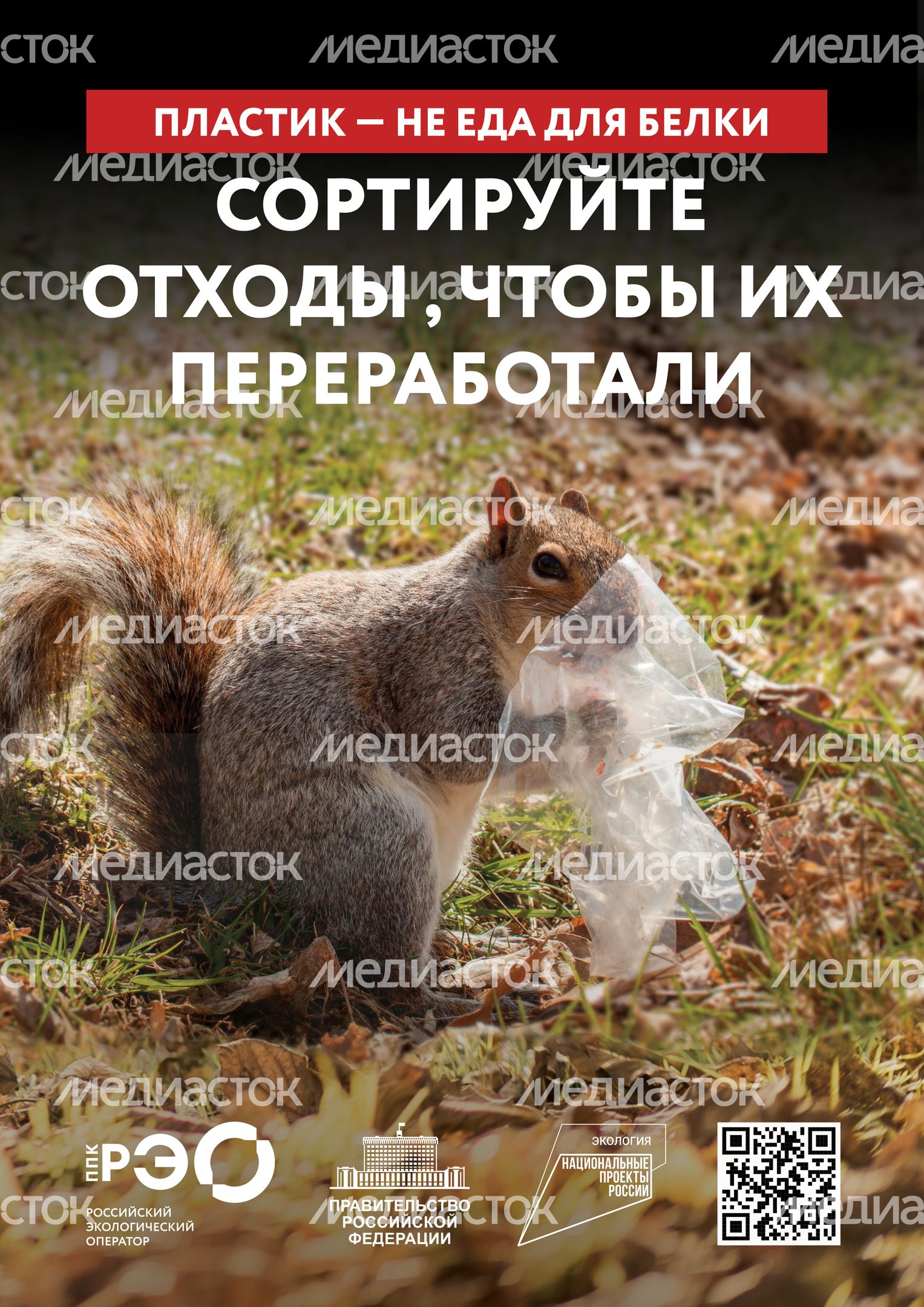 Seria 9 animal poster _A2_3
