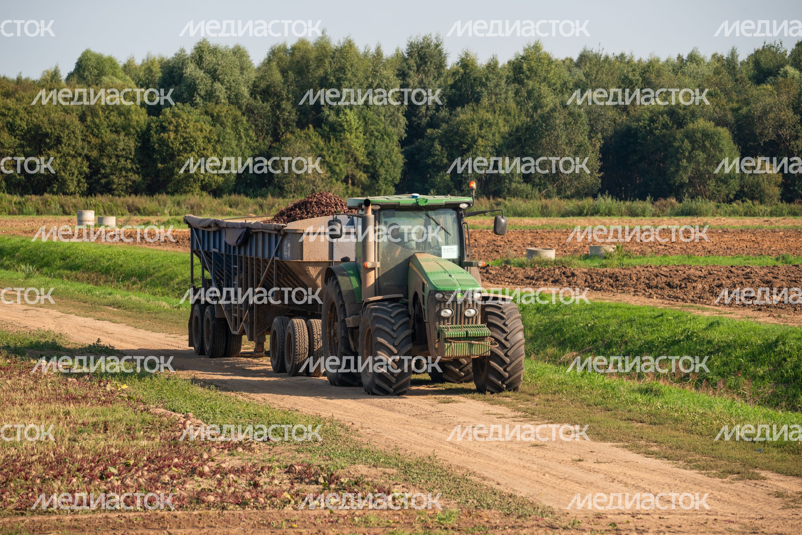 Уборка урожая на полях ГК "Дмитровские овощи" Уборка урожая на полях ГК "Дмитровские овощи"