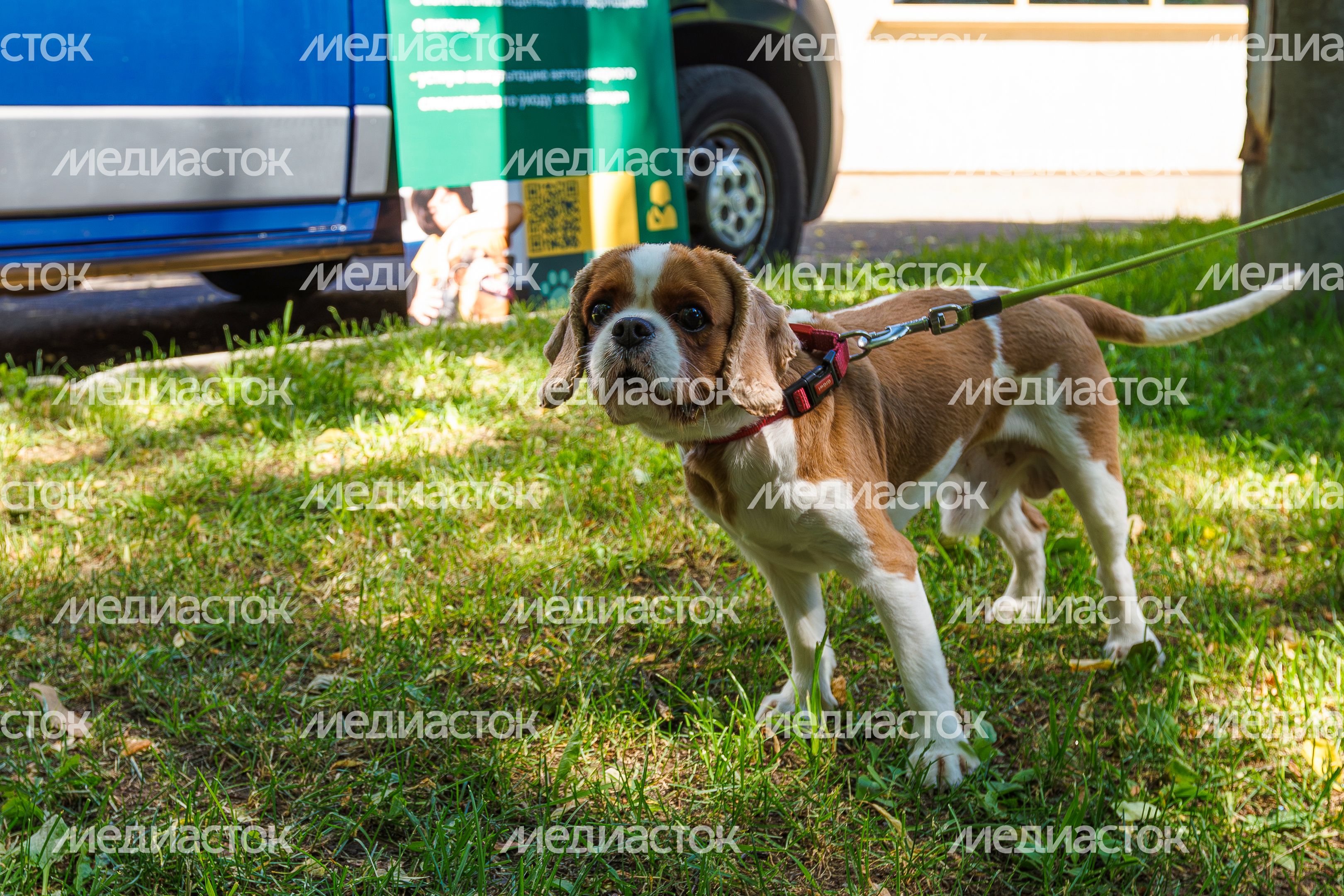Выездная вакцинация, регистрация и чипирование домашних животных в Звенигородском парке Одинцовского округа Выездная вакцинация, регистрация и чипирование домашних животных в Звенигородском парке Одинцовского округа