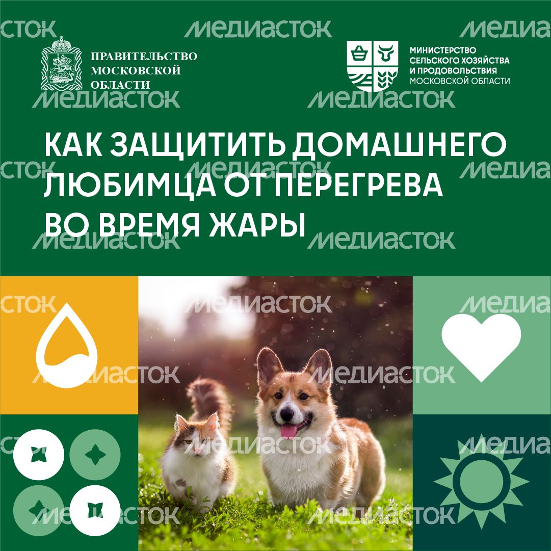 Как защитить домашнего любимца от перегрева во время жары квадтрат (1) Как защитить домашнего любимца от перегрева во время жары квадтрат (1)