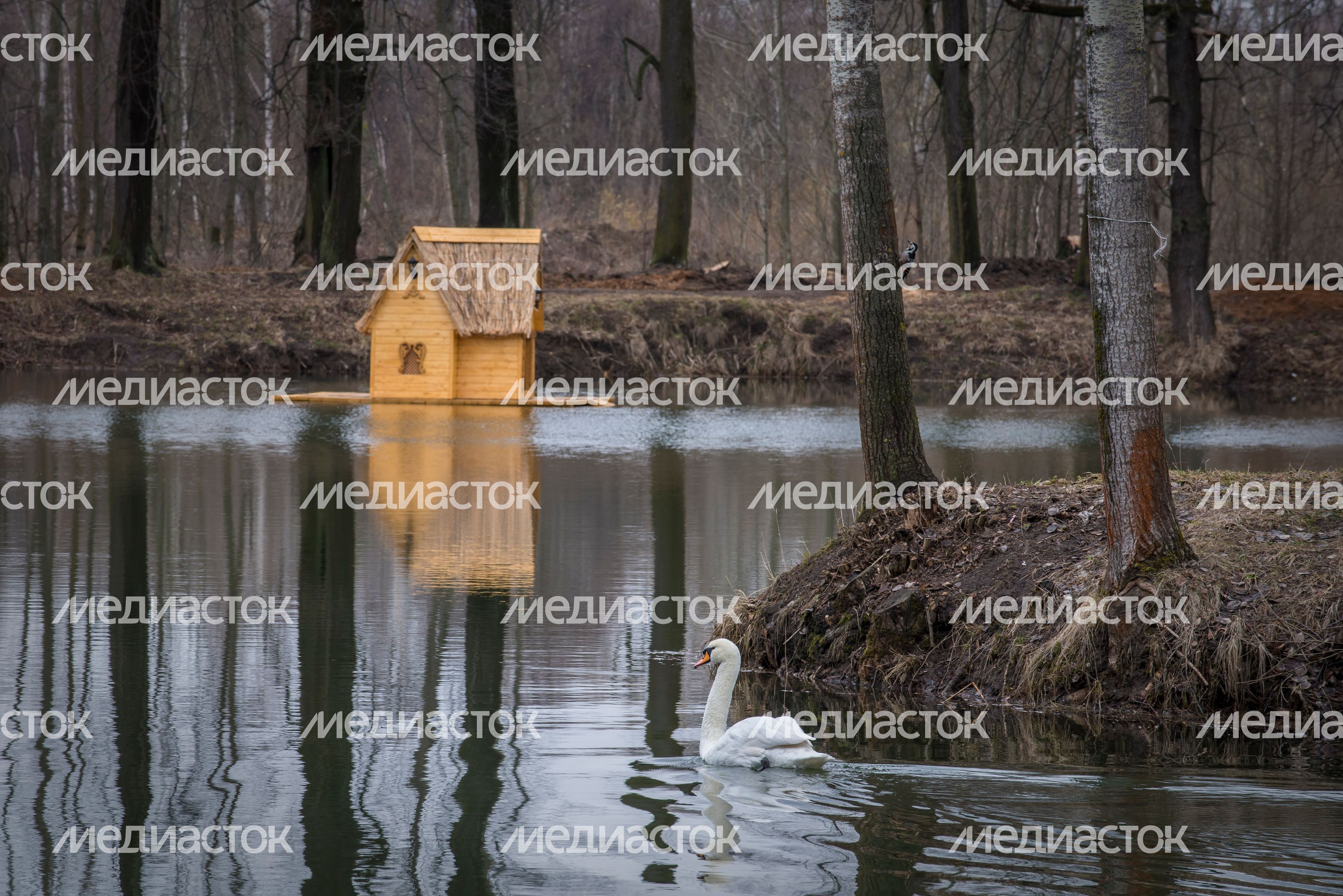 Лебедь на пруду