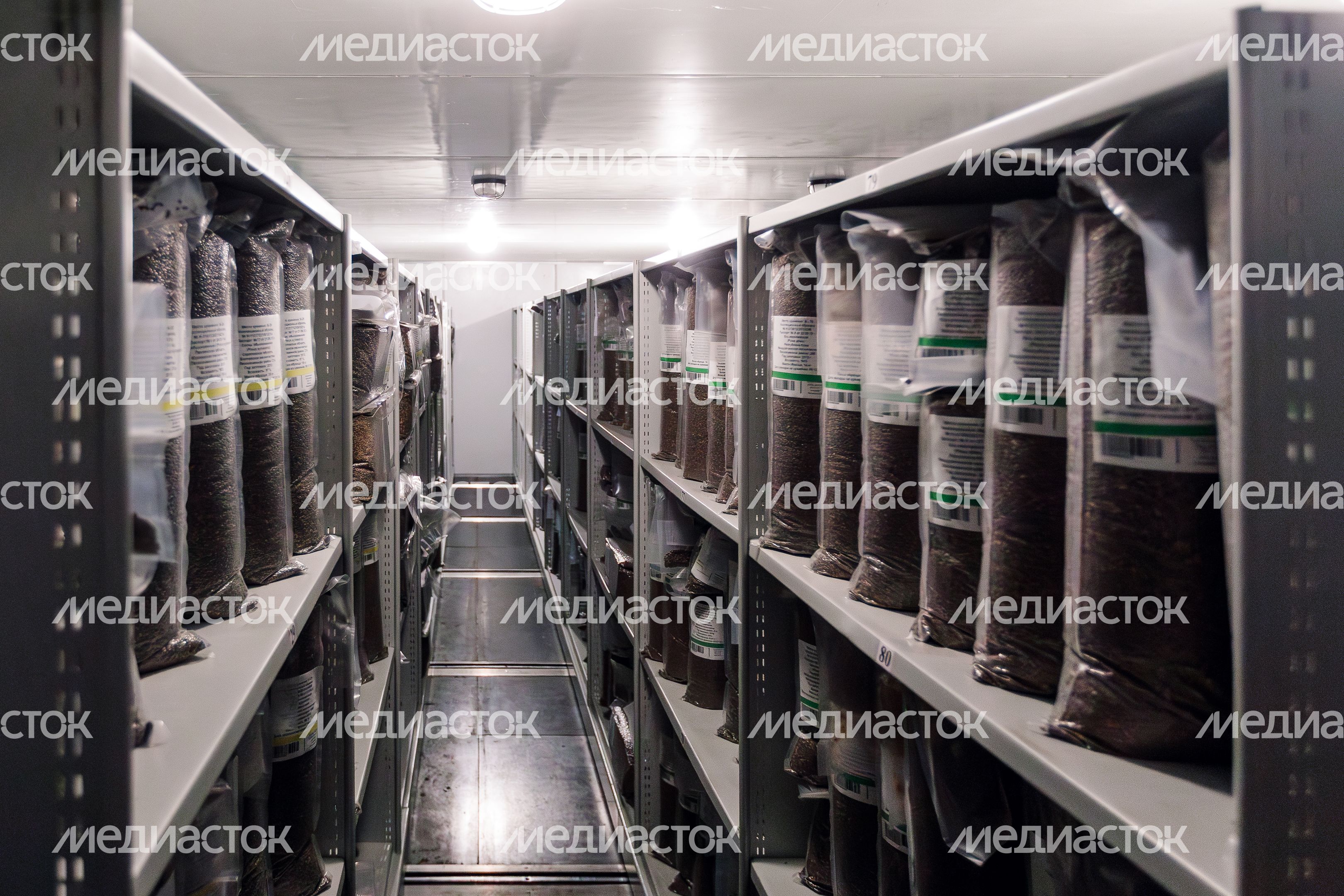 В лаборатории Рослесзащиты в Пушкино из шишек извлекают семена В лаборатории Рослесзащиты в Пушкино из шишек извлекают семена