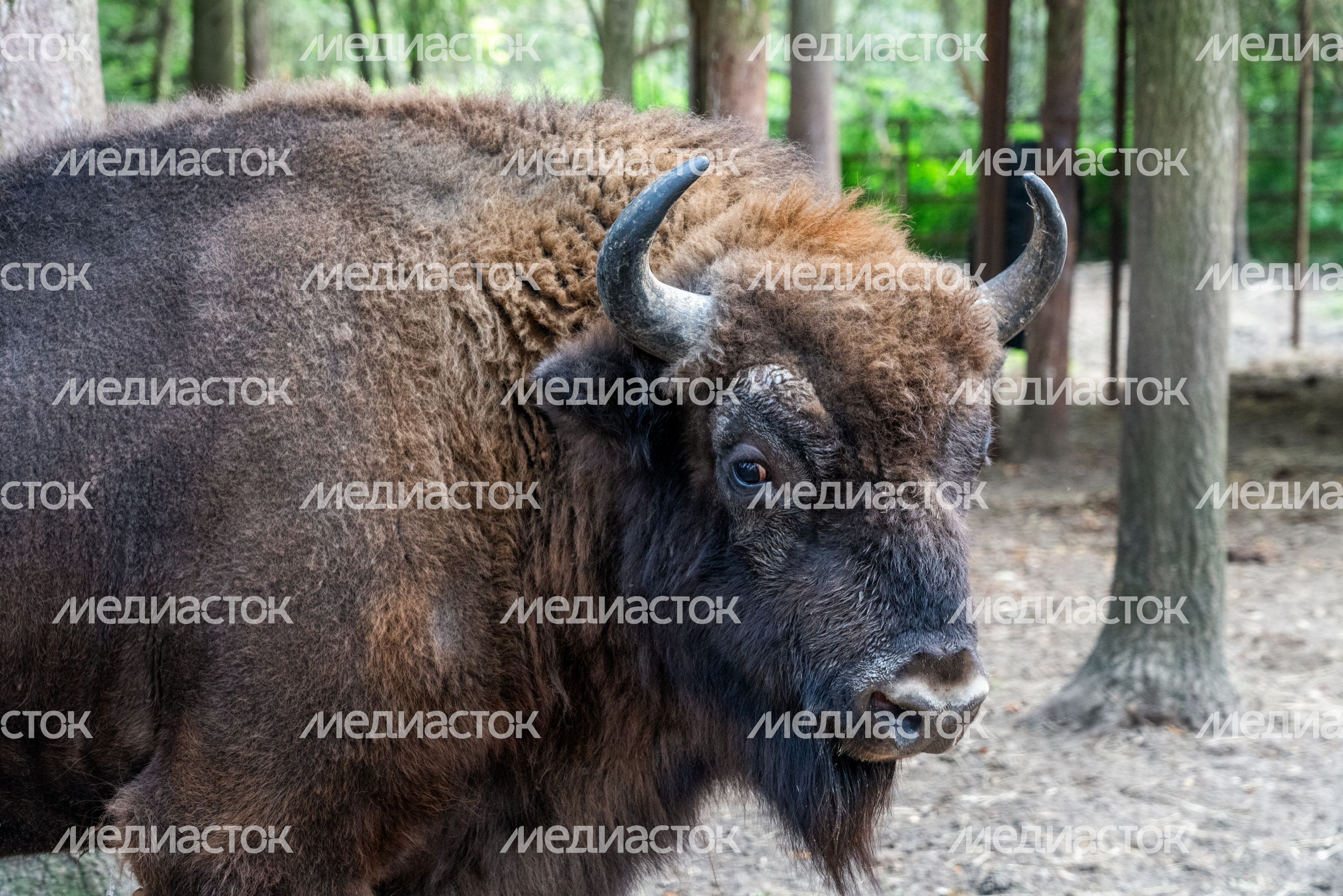 Оленья ферма ZooОleni в Рузском округе летом