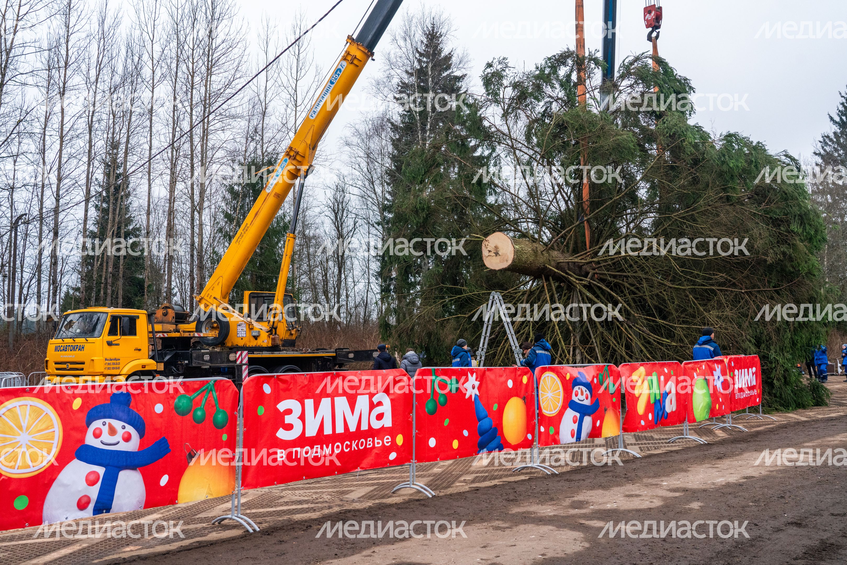 Главную новогоднюю елку страны спилили в Рузском округе