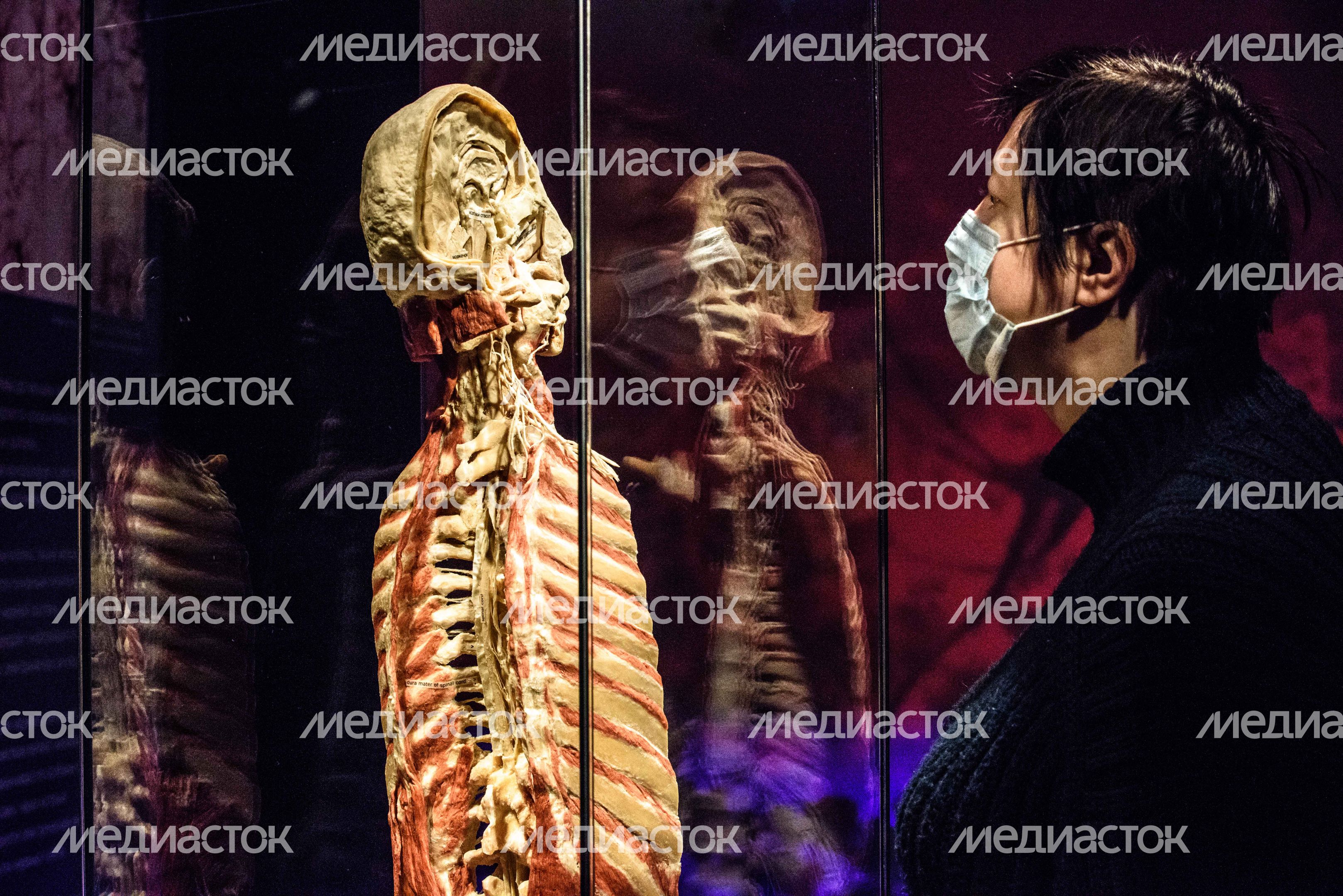 Выставка «Body Worlds» на ВДНХ