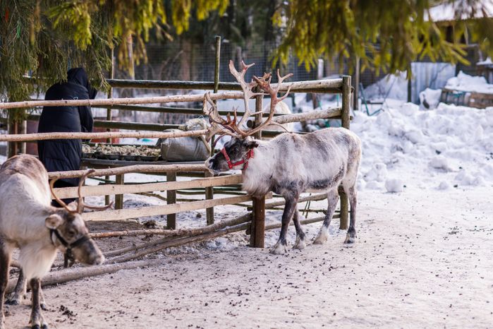 Оленья ферма ZooОleni в Рузском округе