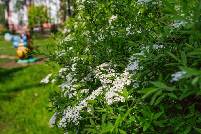 Центральный парк культуры и отдыха Лыткарино. Весна