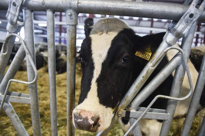 Открытие нового молочного комплекса TH True Milk в Подмосковье, 2 часть