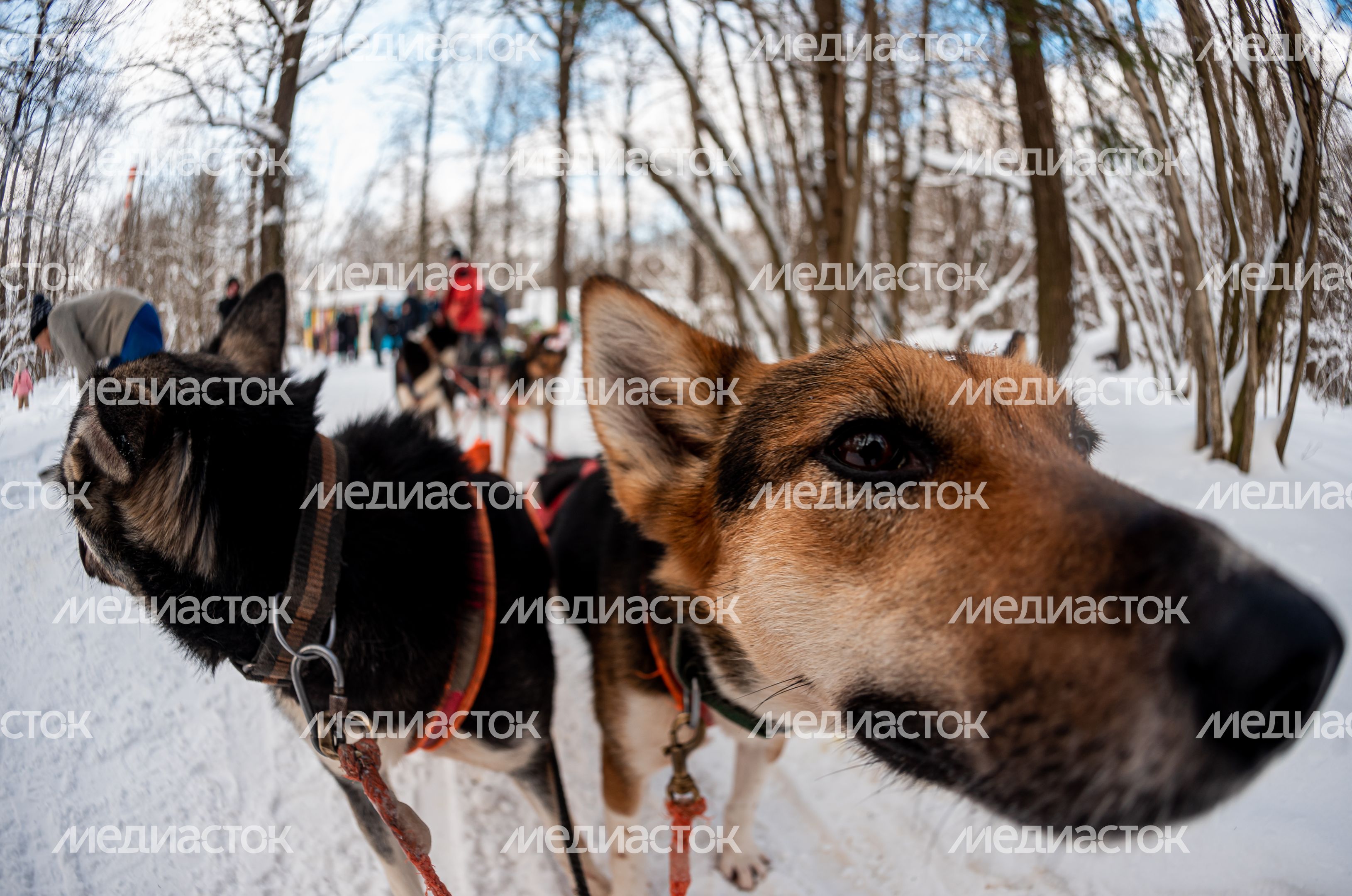 Зима в питомнике ездовых собак Северный