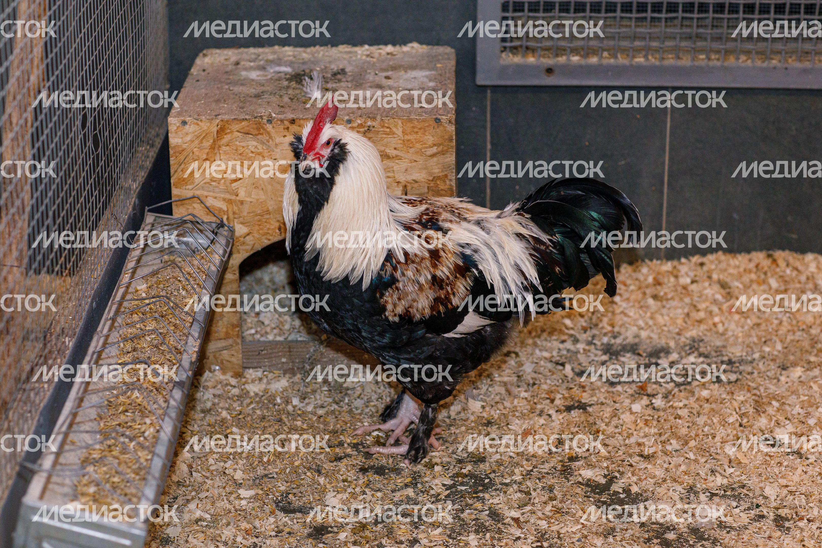 Зоосад «Дивный» в деревне Падиково Зоосад «Дивный» в деревне Падиково