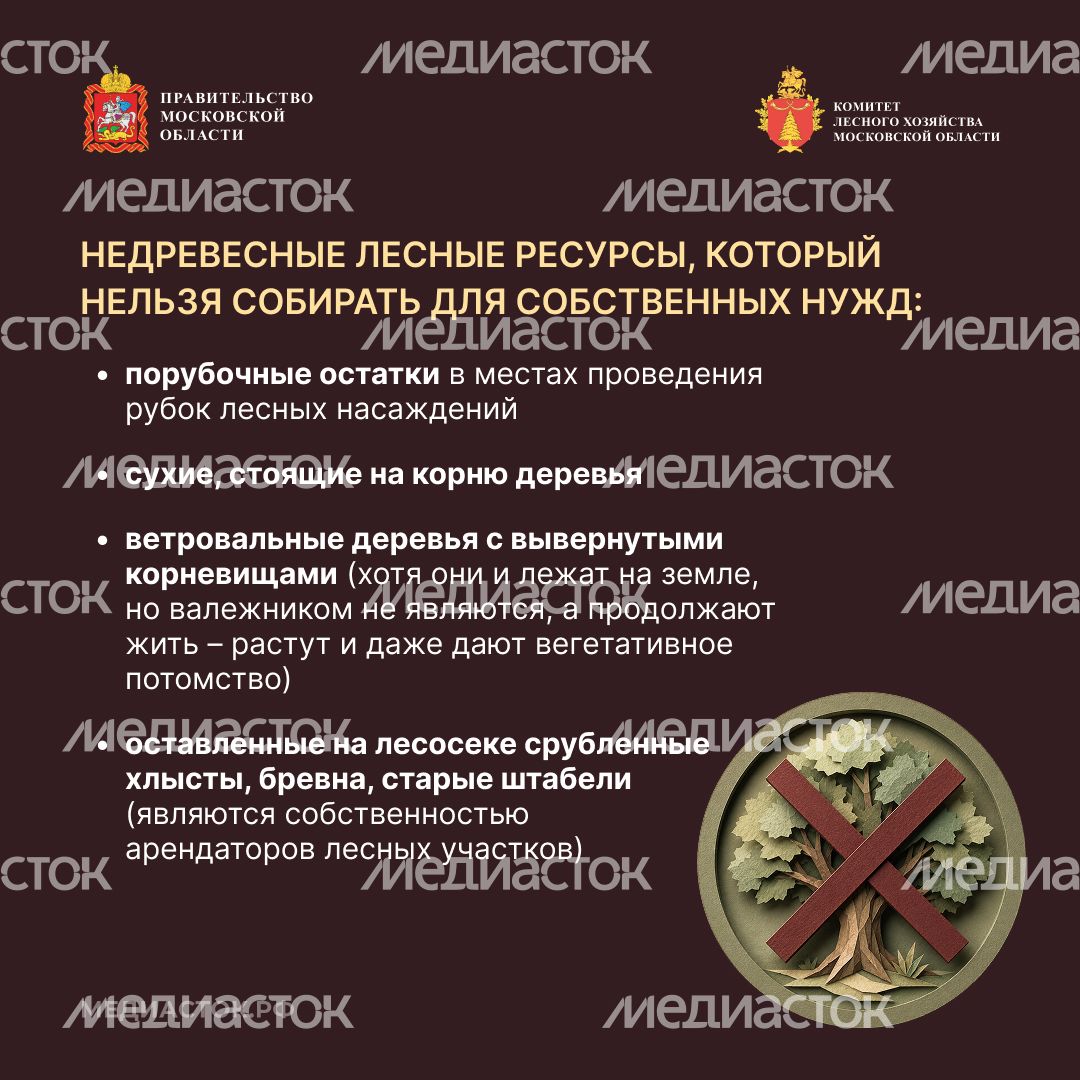 Валежник для собственных нужд квадрат 05 Валежник для собственных нужд квадрат 05
