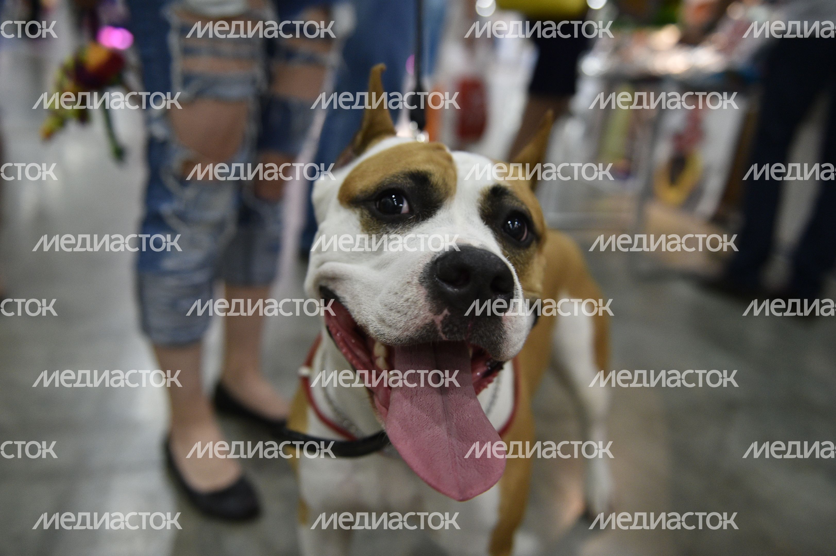 Всемирная выставка собак World Dog Show 2016 в МВЦ «Крокус Экспо» Всемирная выставка собак World Dog Show 2016 в МВЦ «Крокус Экспо»