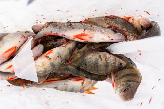 Зимняя рыбалка на Озернинском водохранилище в Рузском округе