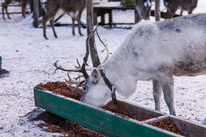 Оленья ферма ZooОleni в Рузском округе