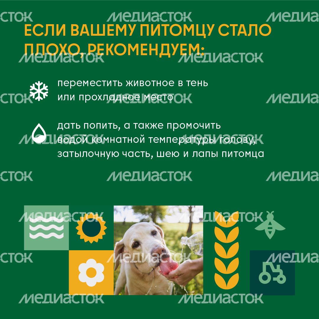 Как защитить домашнего любимца от перегрева во время жары квадтрат (3) Как защитить домашнего любимца от перегрева во время жары квадтрат (3)