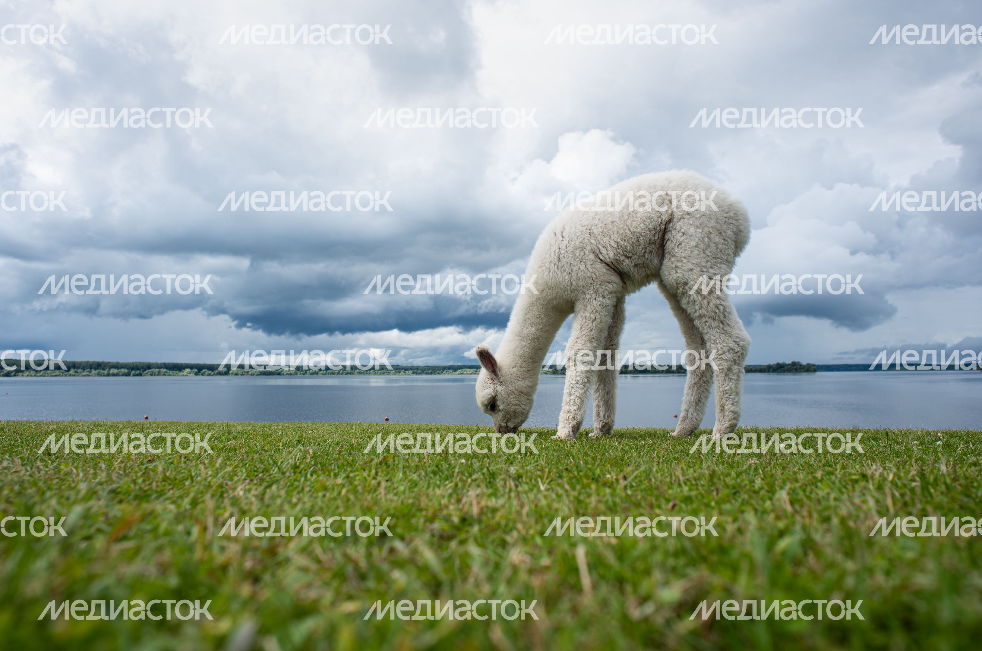 Гастрономический фестиваль Alpaca Wellbeing Fest