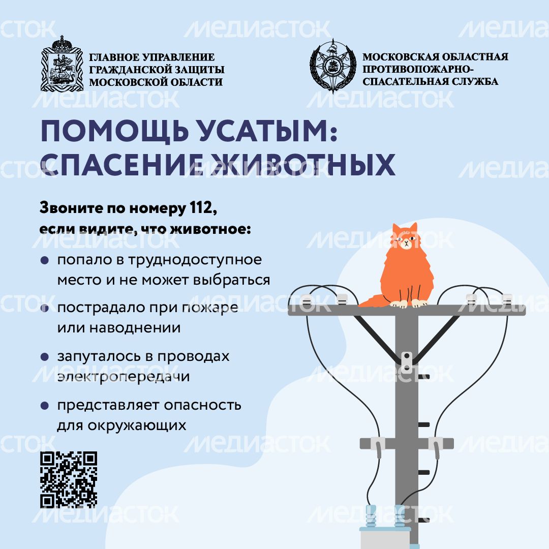 Помощь усатым - квадрат-01