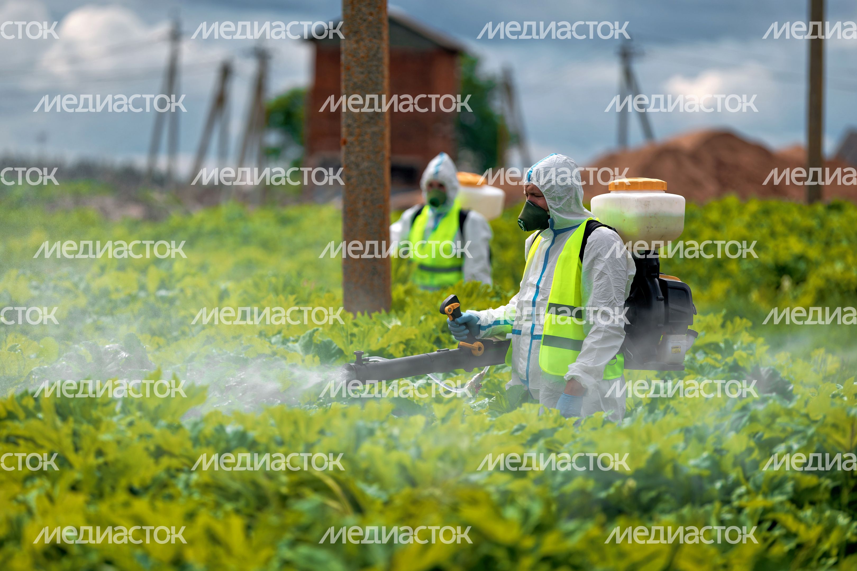 Обработка территории от борщевика в Волоколамском округе Обработка территории от борщевика в Волоколамском округе