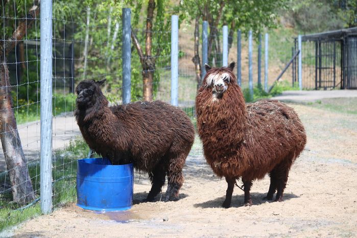 Зоопитомник в Волоколамском районе