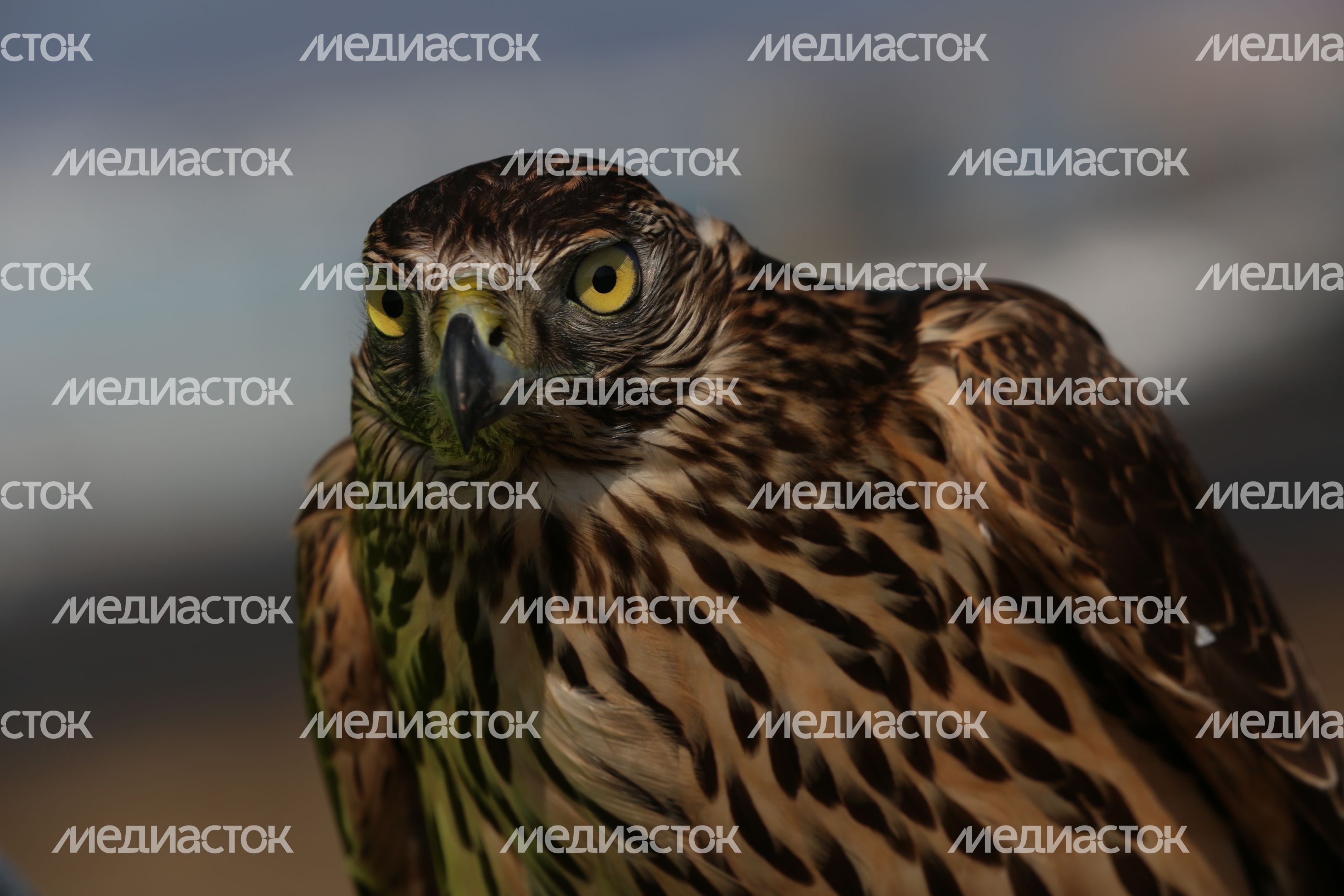 Орнитологическая служба аэропорта «Домодедово»