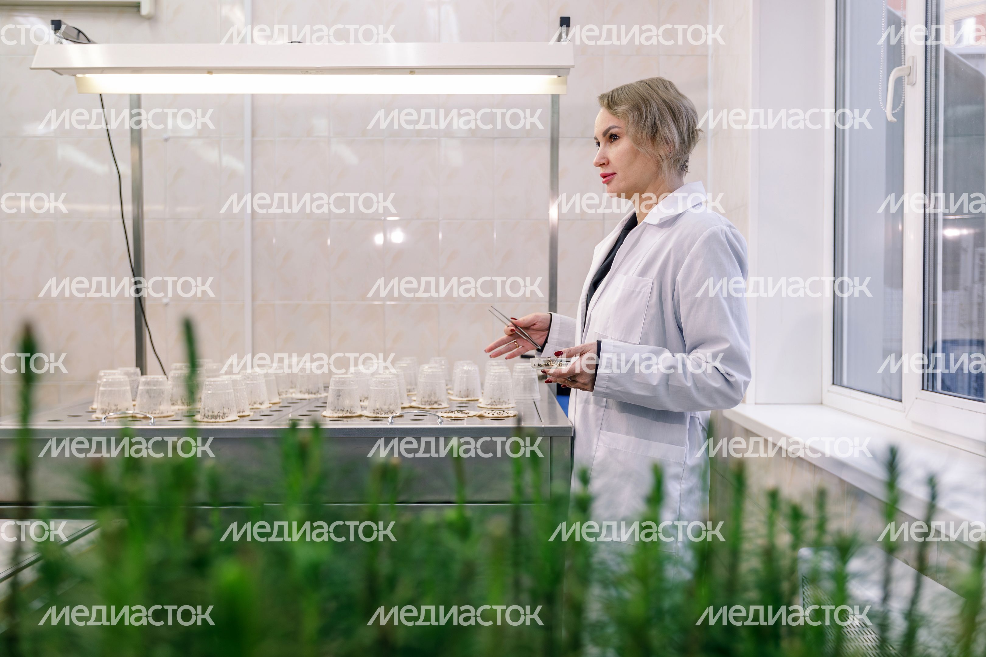 В лаборатории Рослесзащиты в Пушкино из шишек извлекают семена В лаборатории Рослесзащиты в Пушкино из шишек извлекают семена