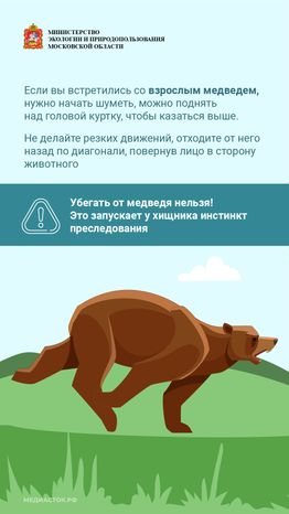 Медведь – сосед, которого нужно знать_вертикаль 09