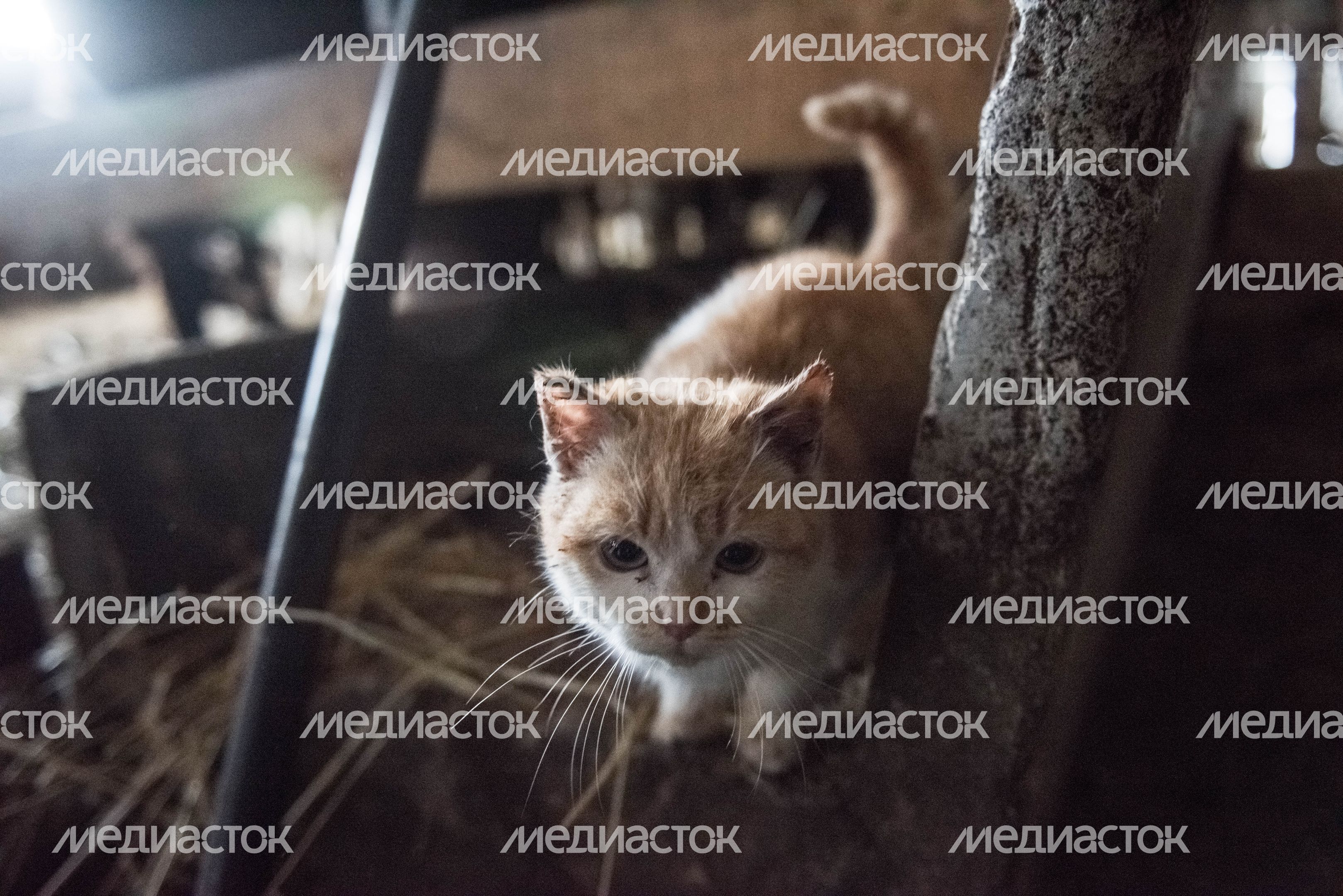 Деревня «Марс» в Московской области, 2 часть