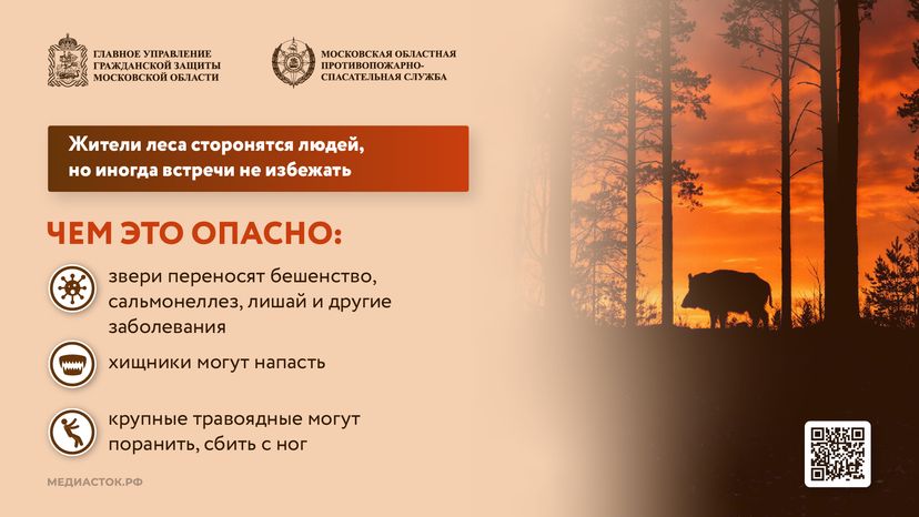 Что делать при встрече с диким животным горизонталь 02