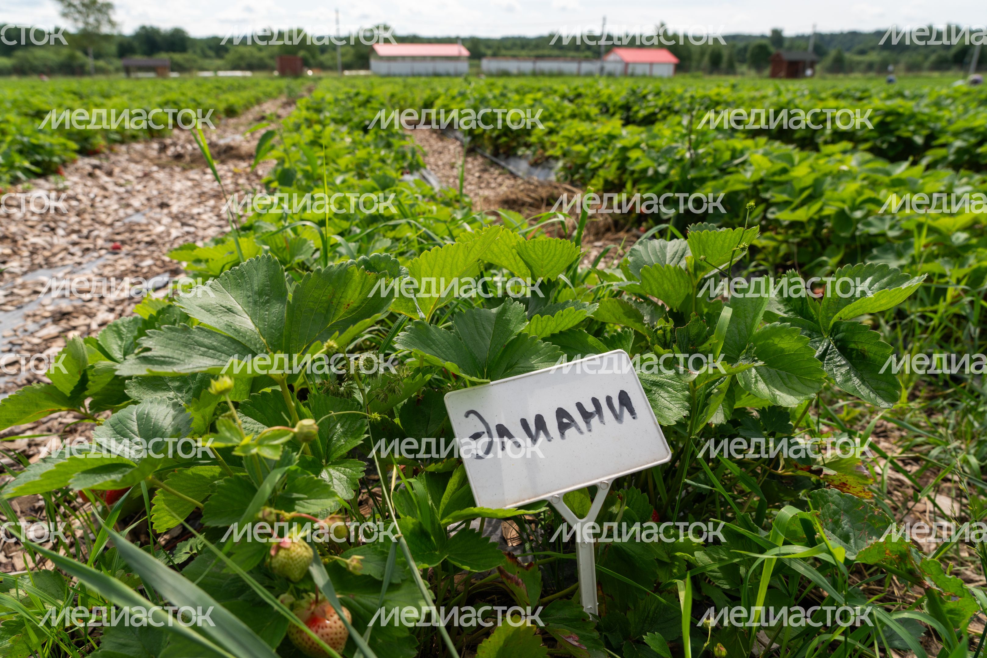 Выращивание клубники в ООО "Плодопитомник "Ягода-малина" в округе Шаховская