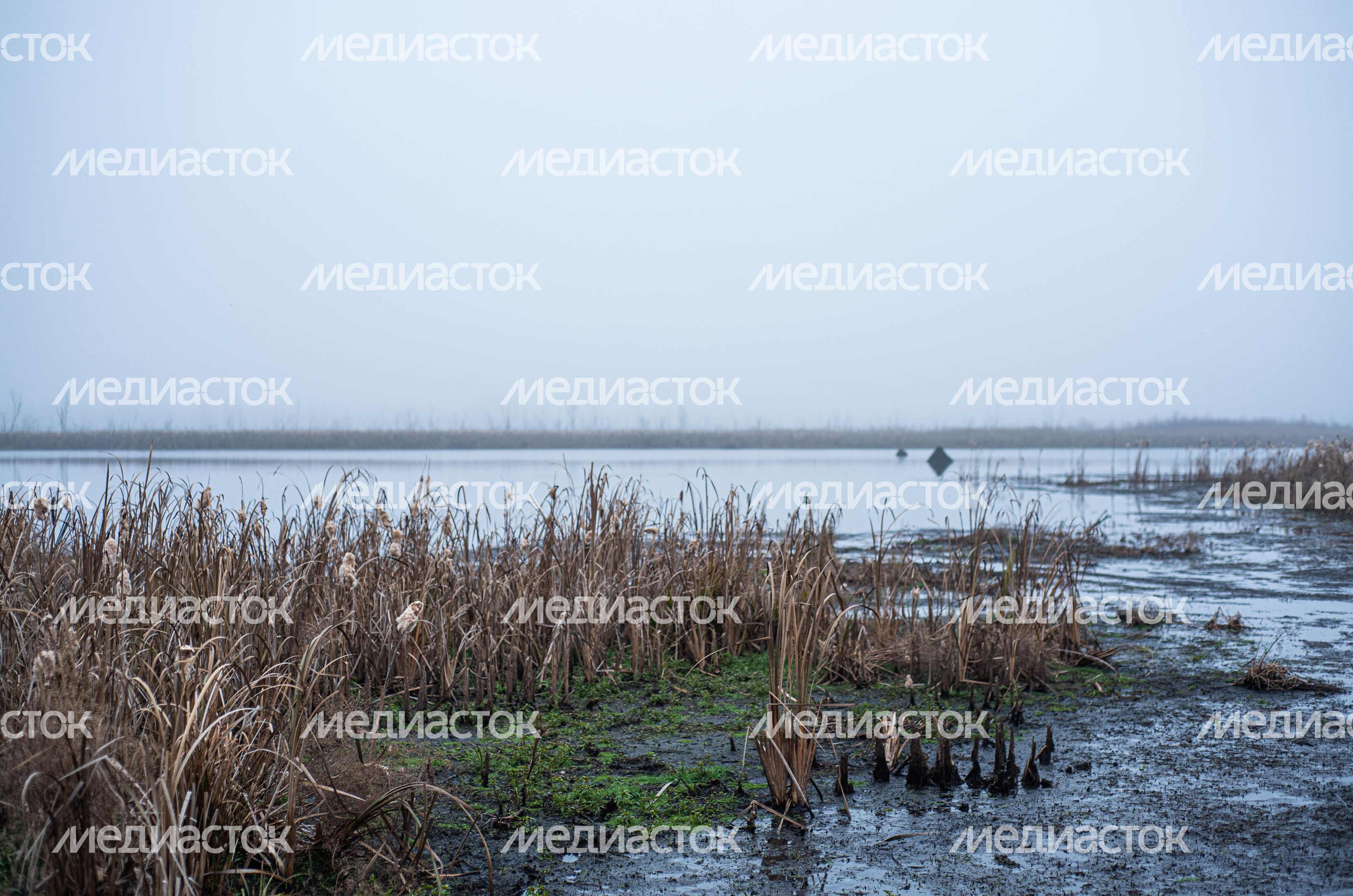 Шатурские болота