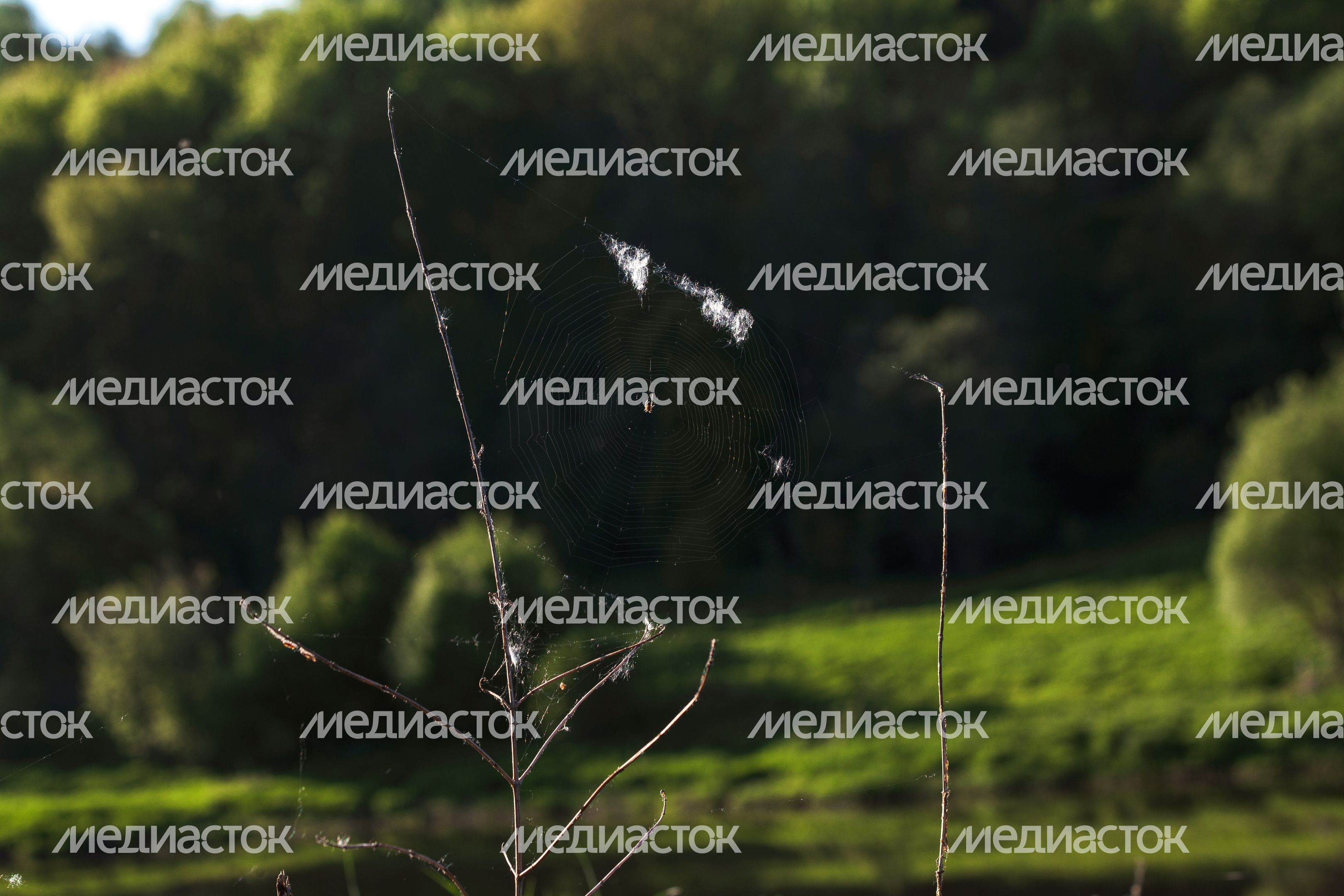 Природа Подмосковья: берег Москвы-реки в Тучково Рузского округа Природа Подмосковья: берег Москвы-реки в Тучково Рузского округа
