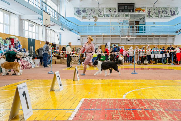 Богородский. Ногинск. Выставка собак всех пород