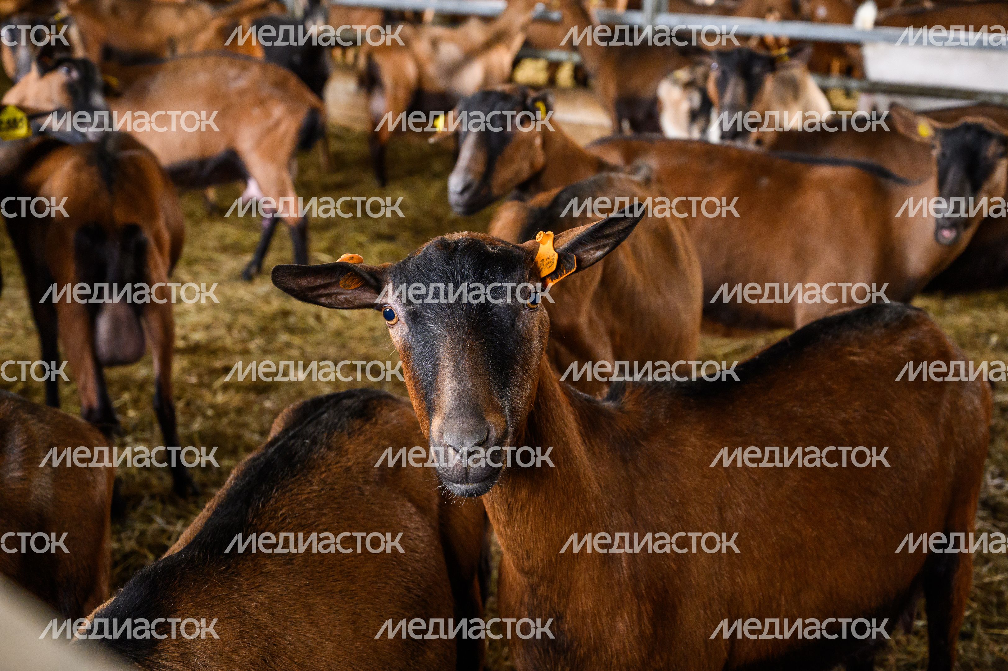 Экоферма «Былинкино» в Луховицах – козья ферма, сыроварня и экоотель