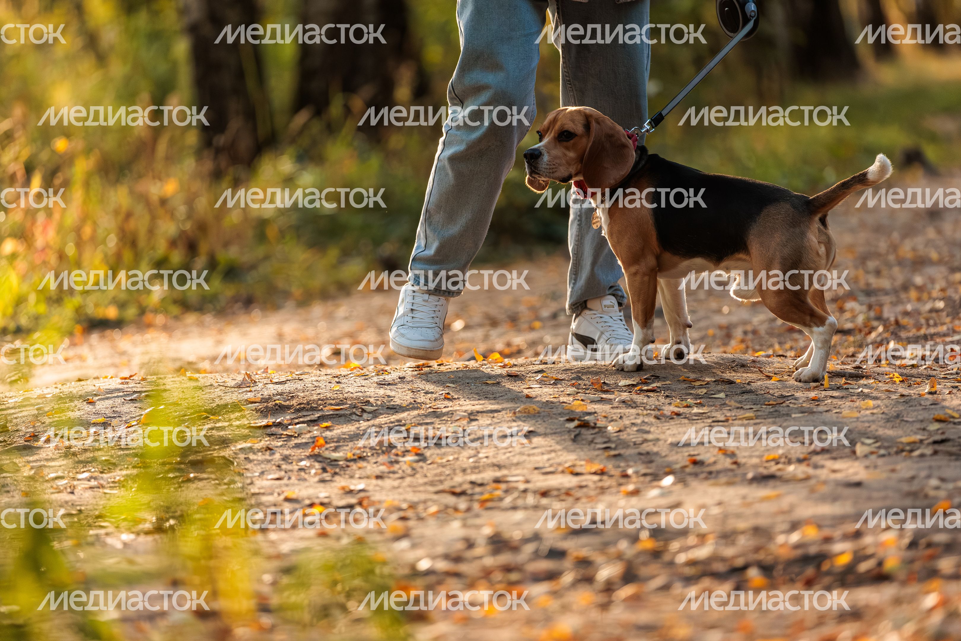 Хозяин гуляет с собакой в парке Хозяин гуляет с собакой в парке