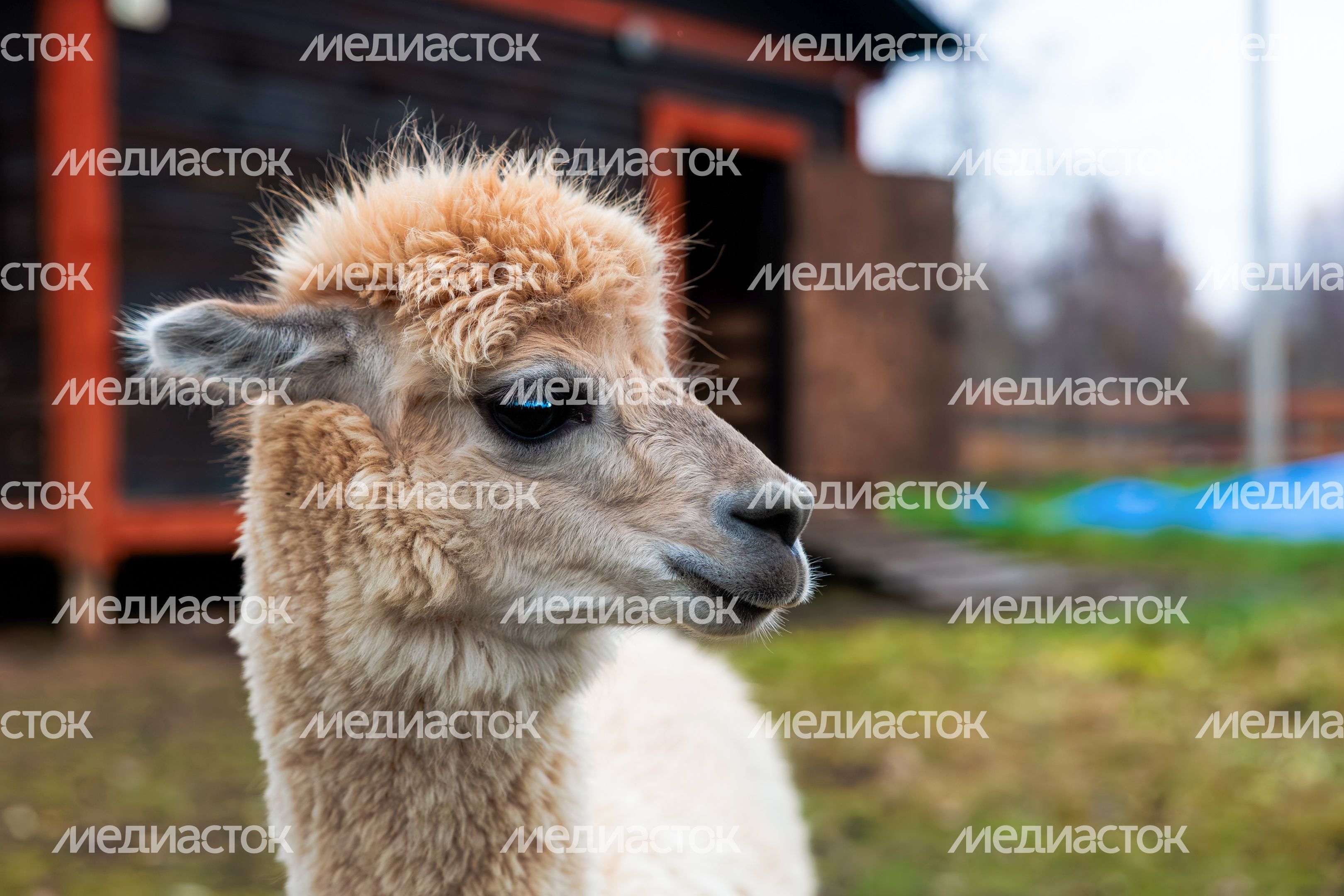 Альпака в парке животных и птиц «Тишь да крышь» в Лотошино Альпака в парке животных и птиц «Тишь да крышь» в Лотошино
