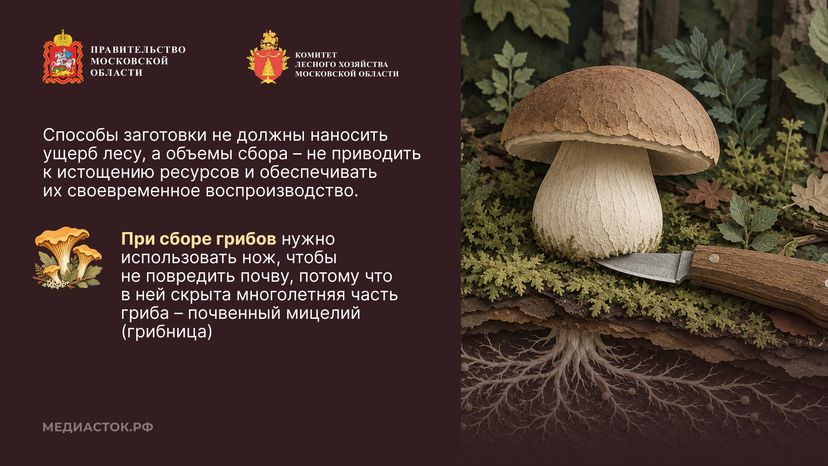 Ягоды, грибы, лекарственные растения горизонталь 05