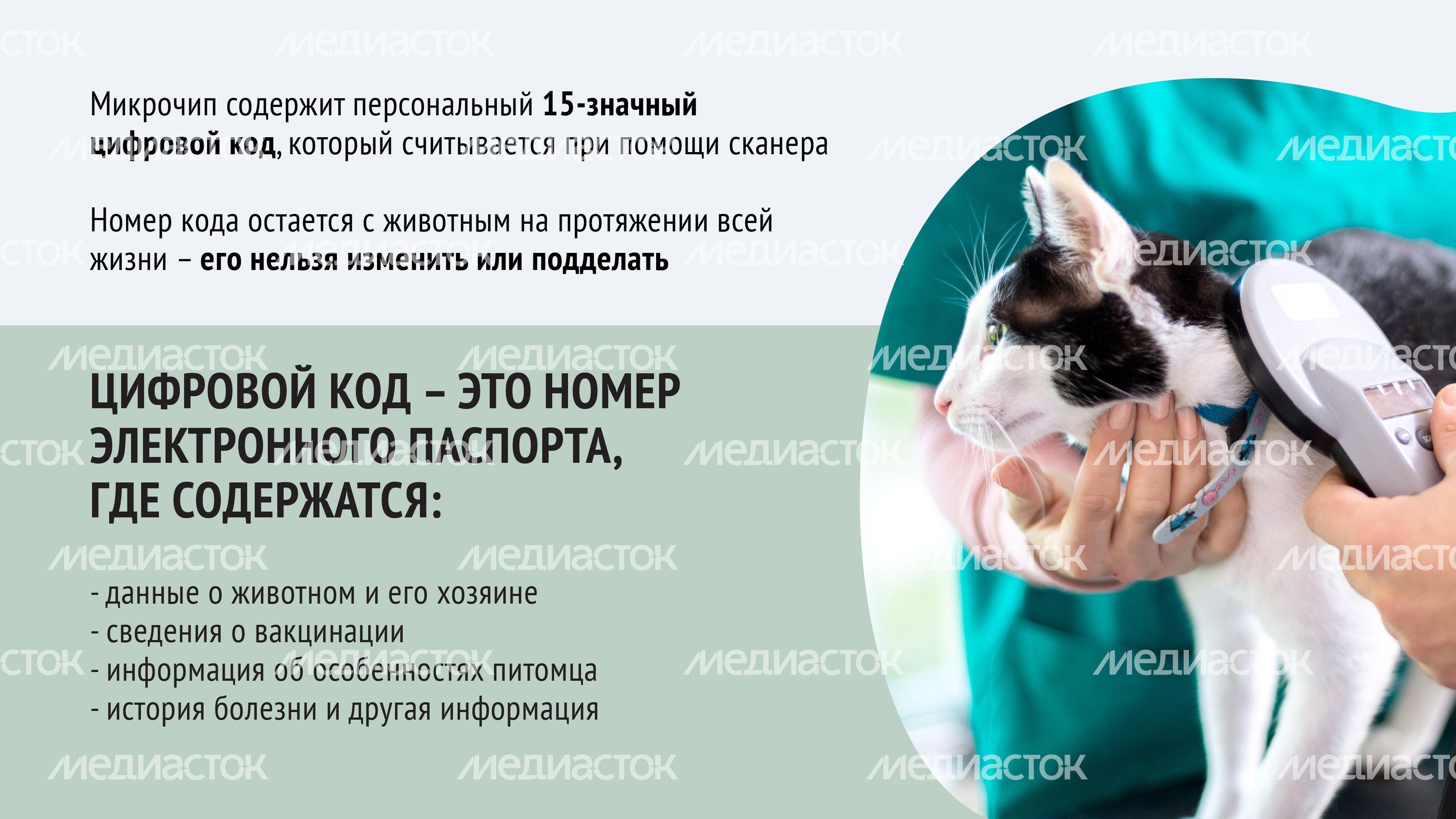 Чипирование-10.jpg