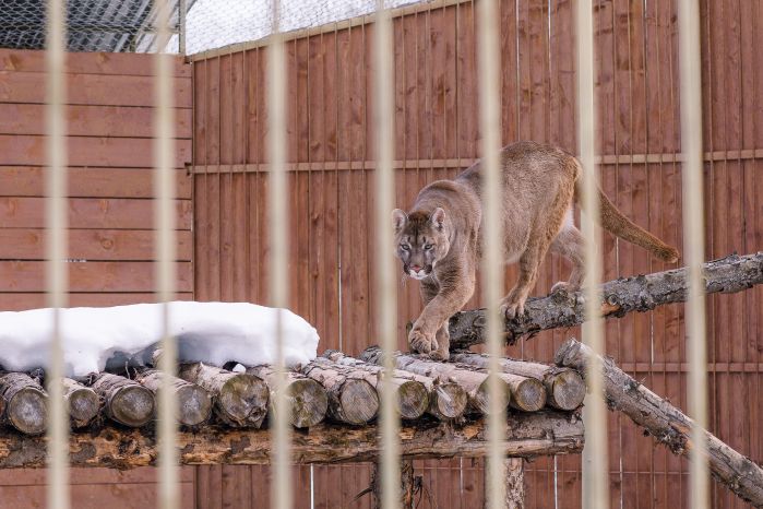 Парк львов "Земля прайда" в округе Клин