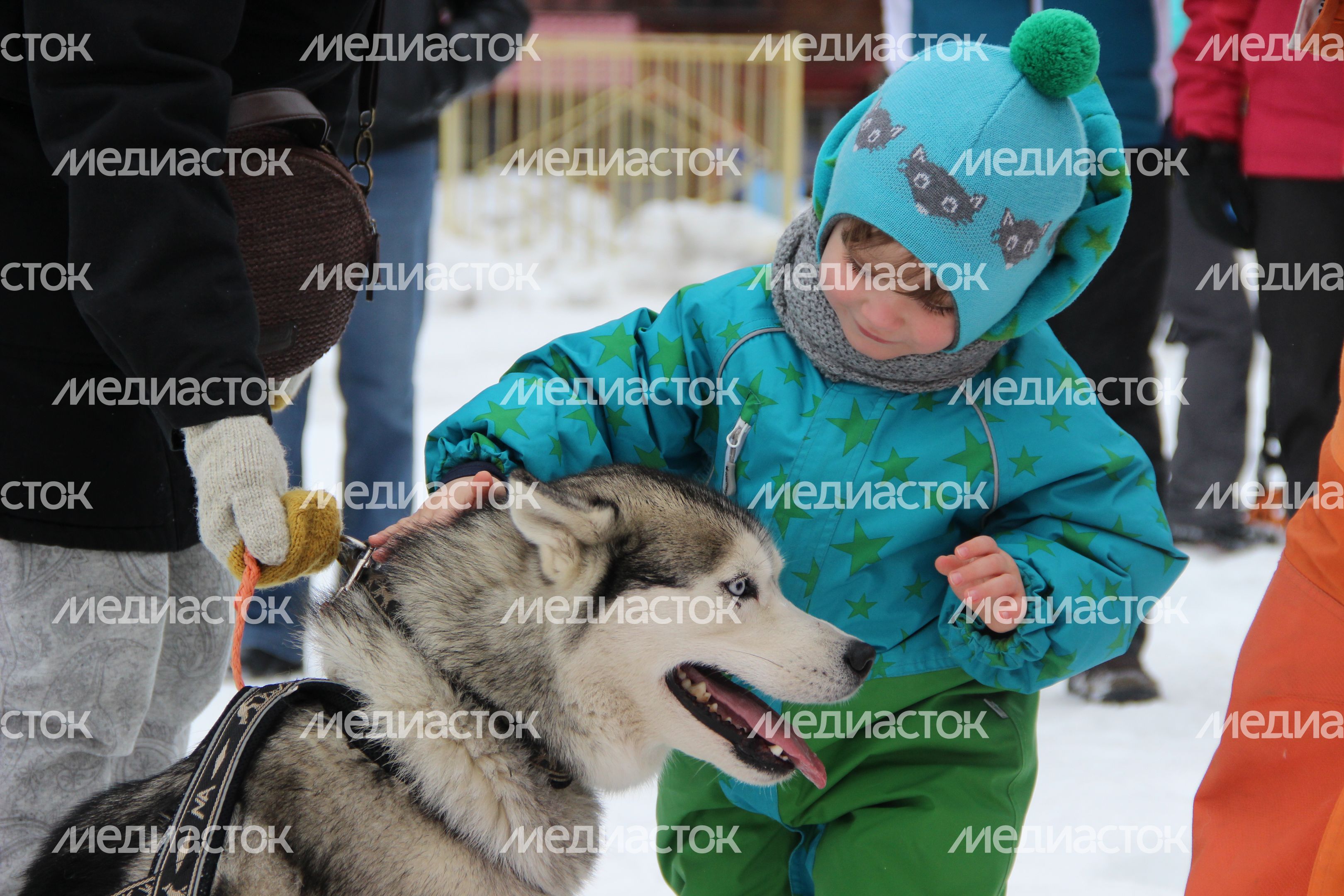 Гонка на собачьих упряжках в Егорьевске