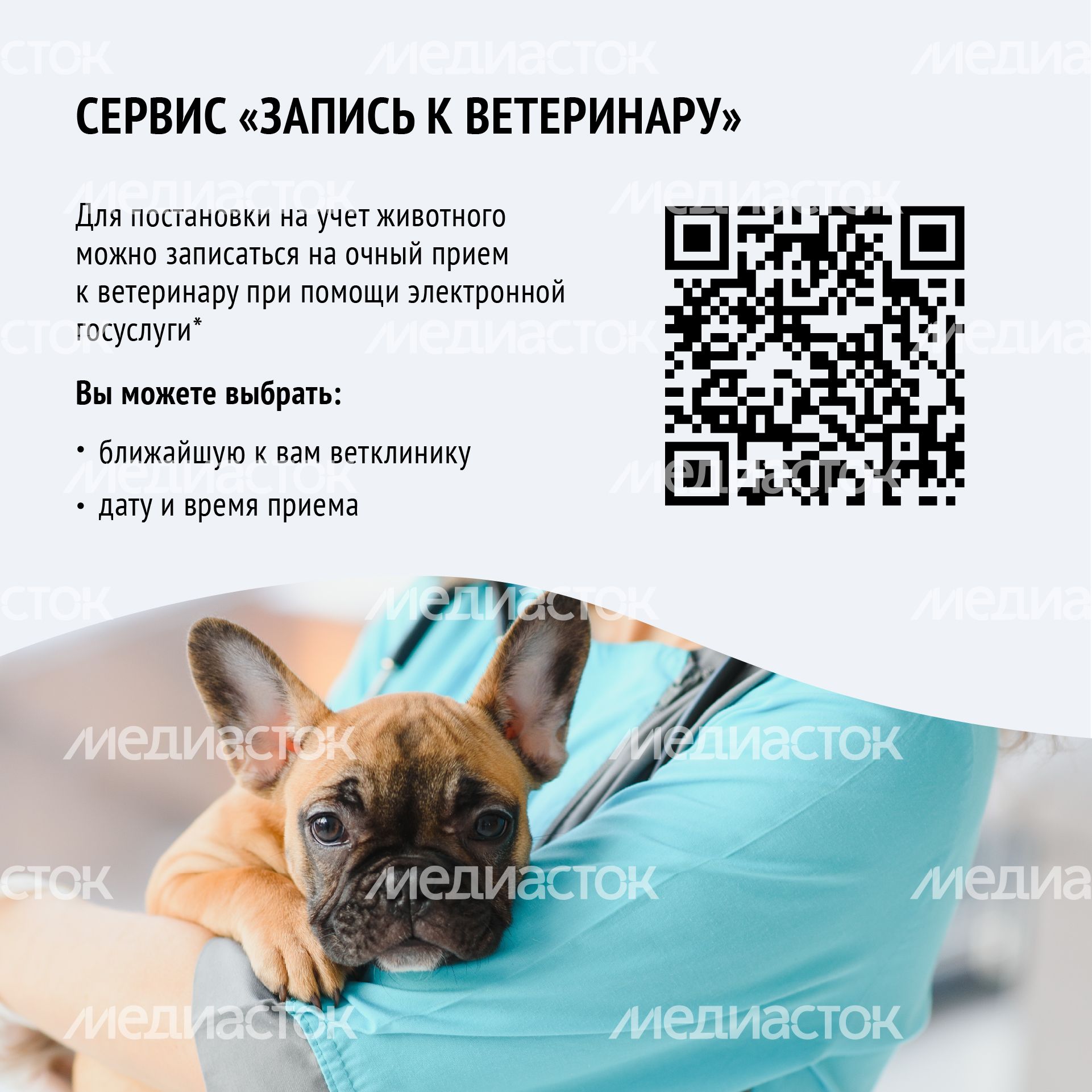 Квадрат зарегистрировать домашнее животное_06-100.jpg