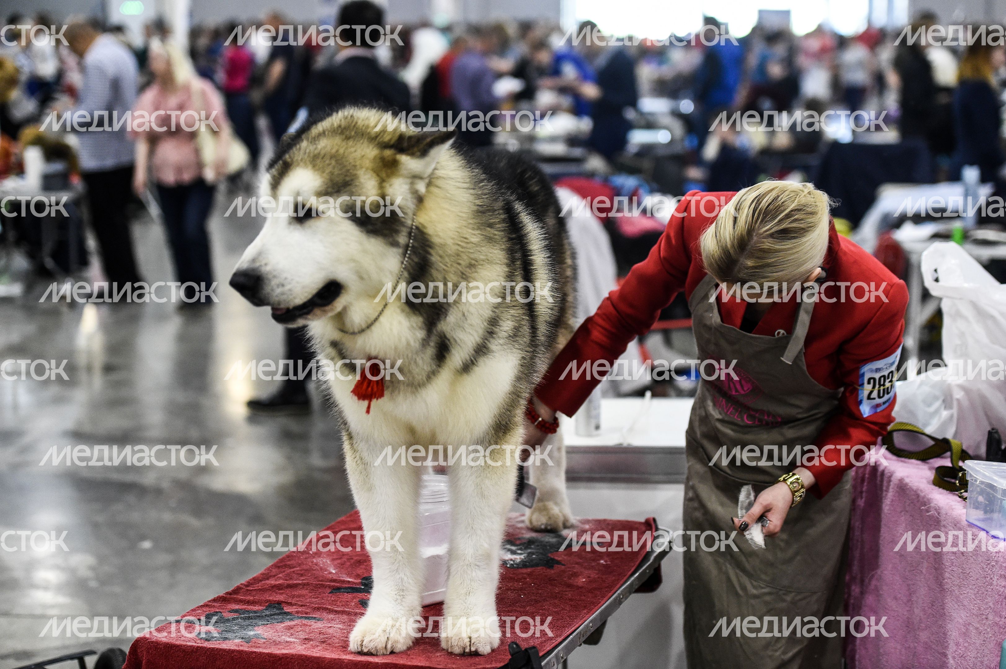Выставка собак Евразия‑2018 прошла в Подмосковье