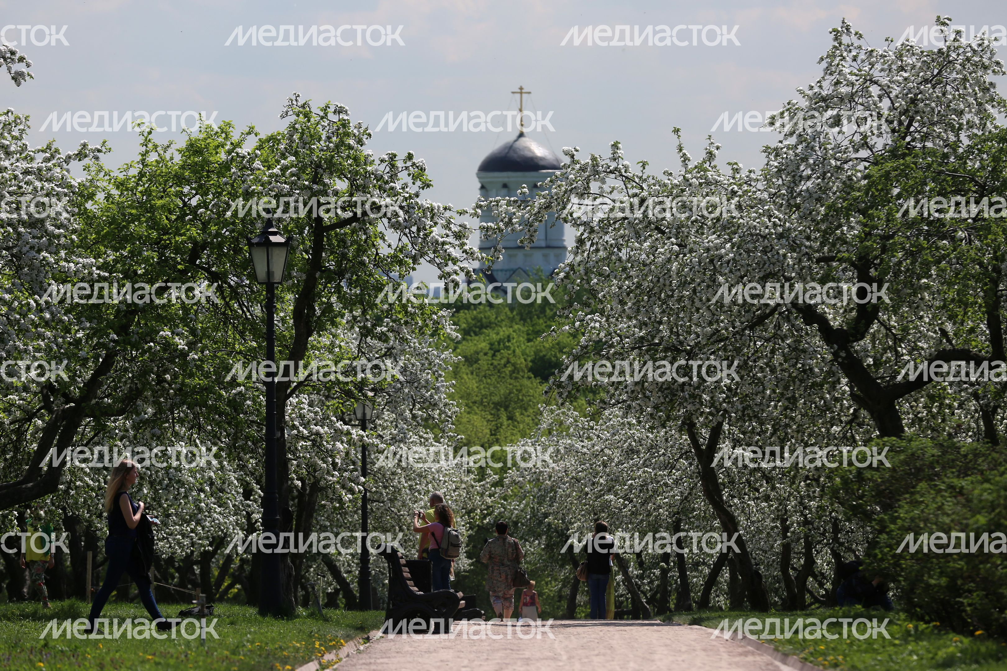 Цветение яблони в музее-заповеднике «Коломенское» в Москве