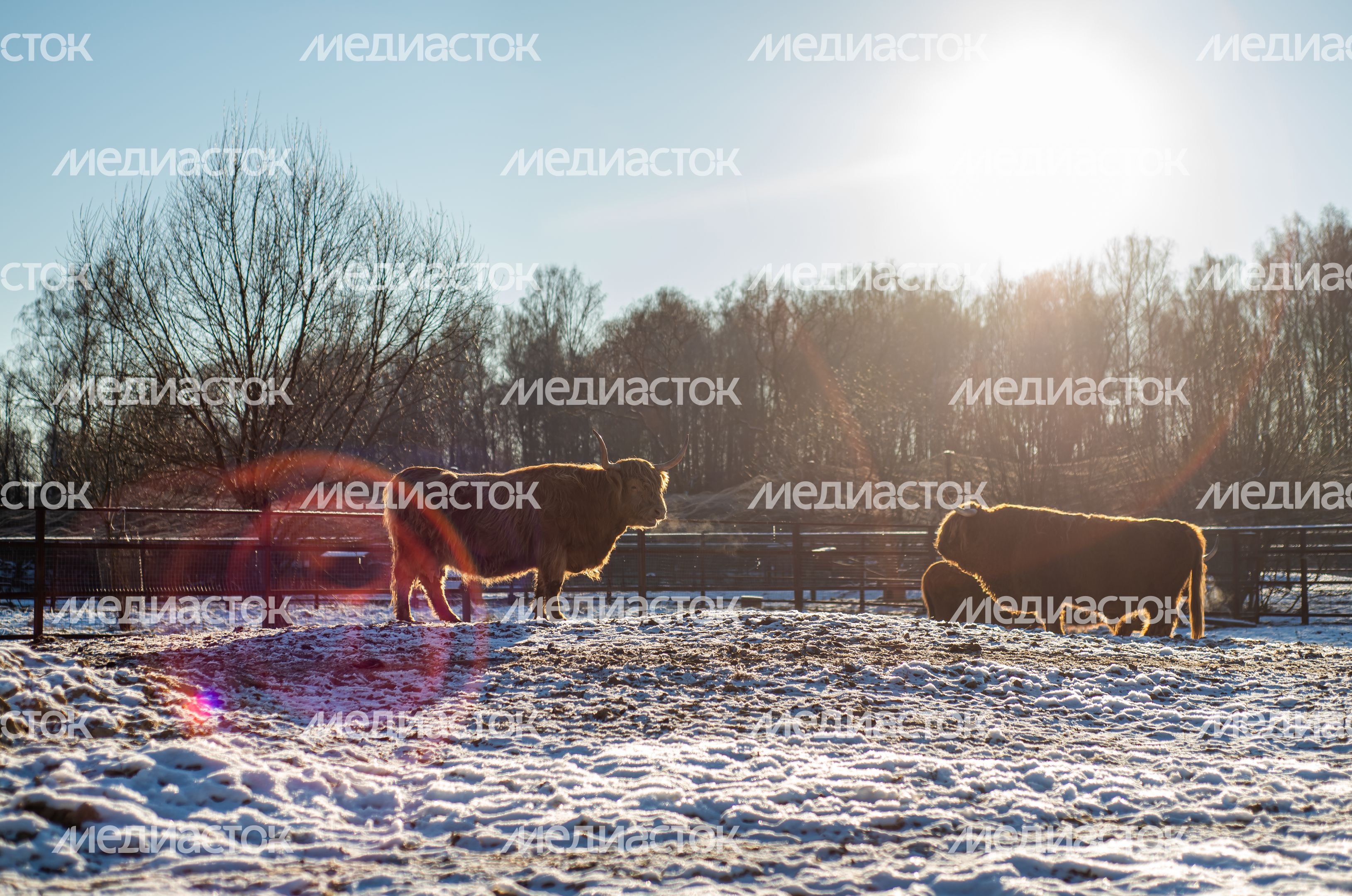 Зимний Парк Птиц «Воробьи»
