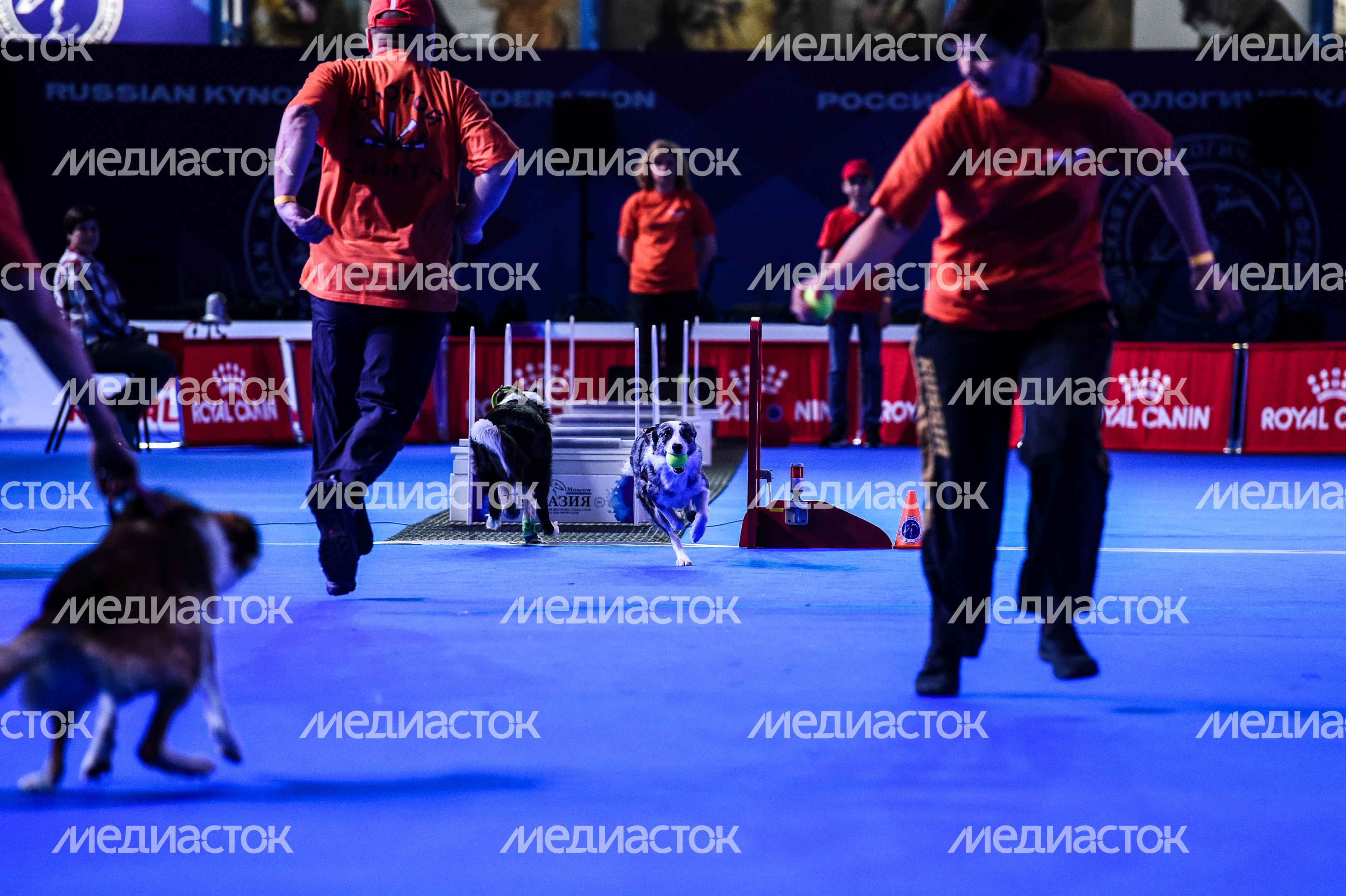 Выставка собак Евразия‑2018 прошла в Подмосковье